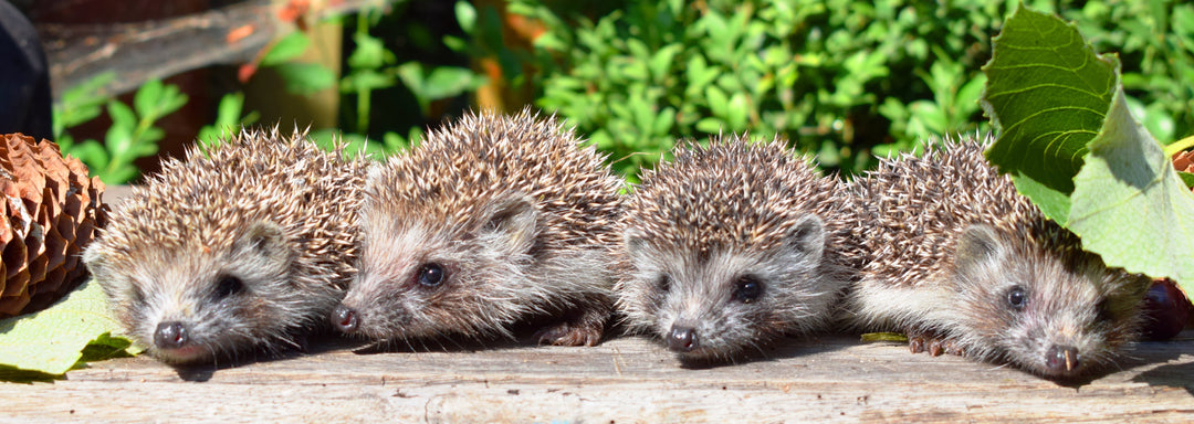 Garden Hedgehogs & How You Can Help Them
