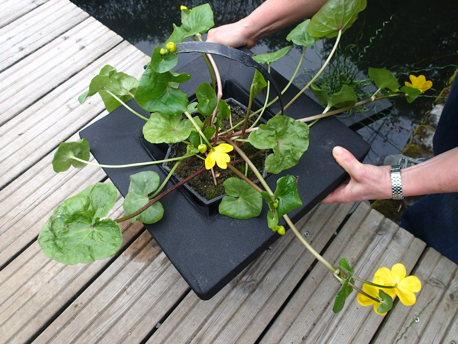 Aquatic Plant Pots
