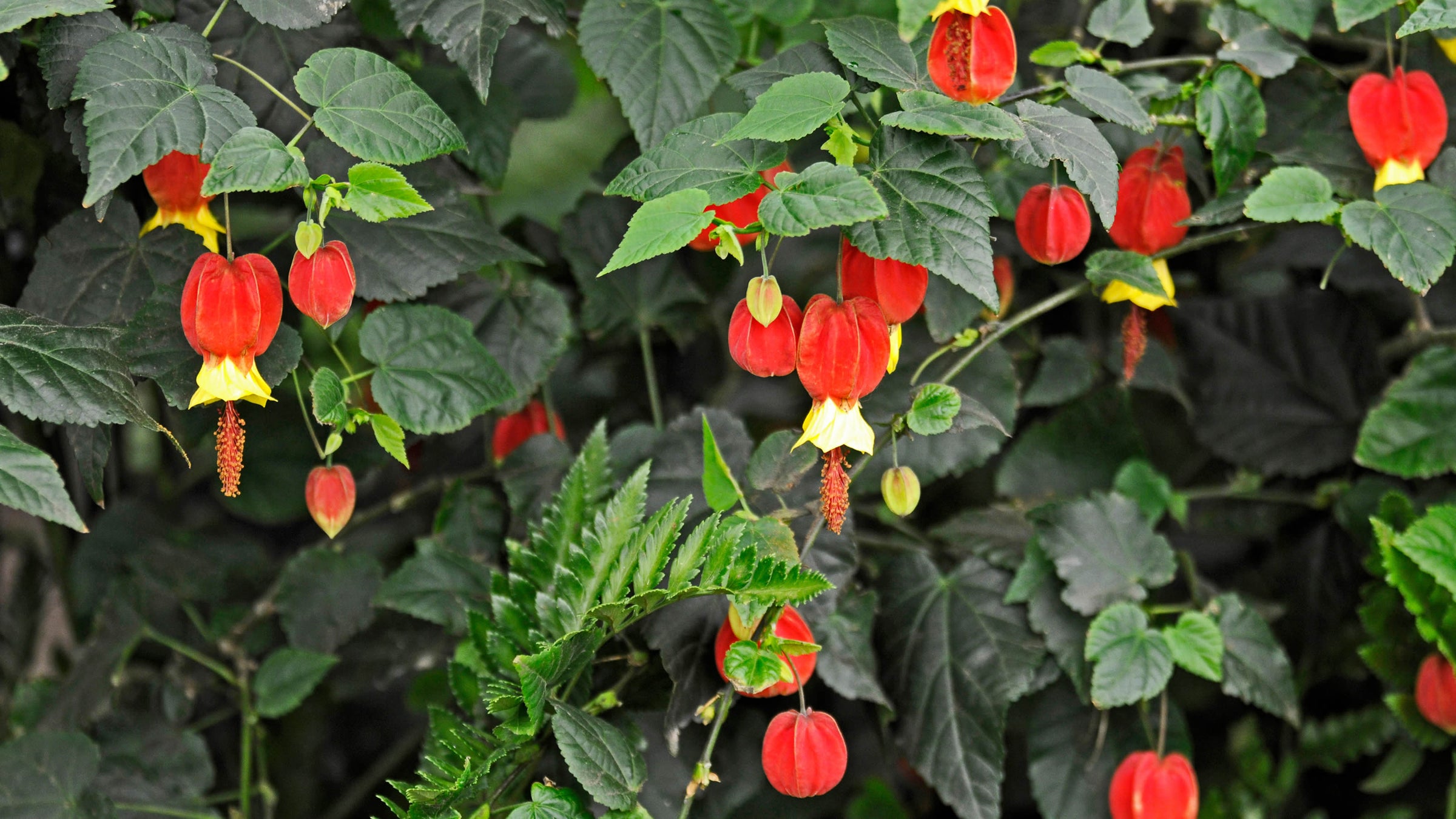 Abutilon