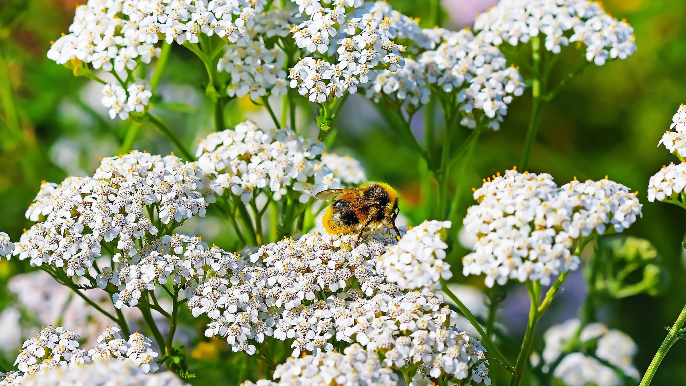 Achillea