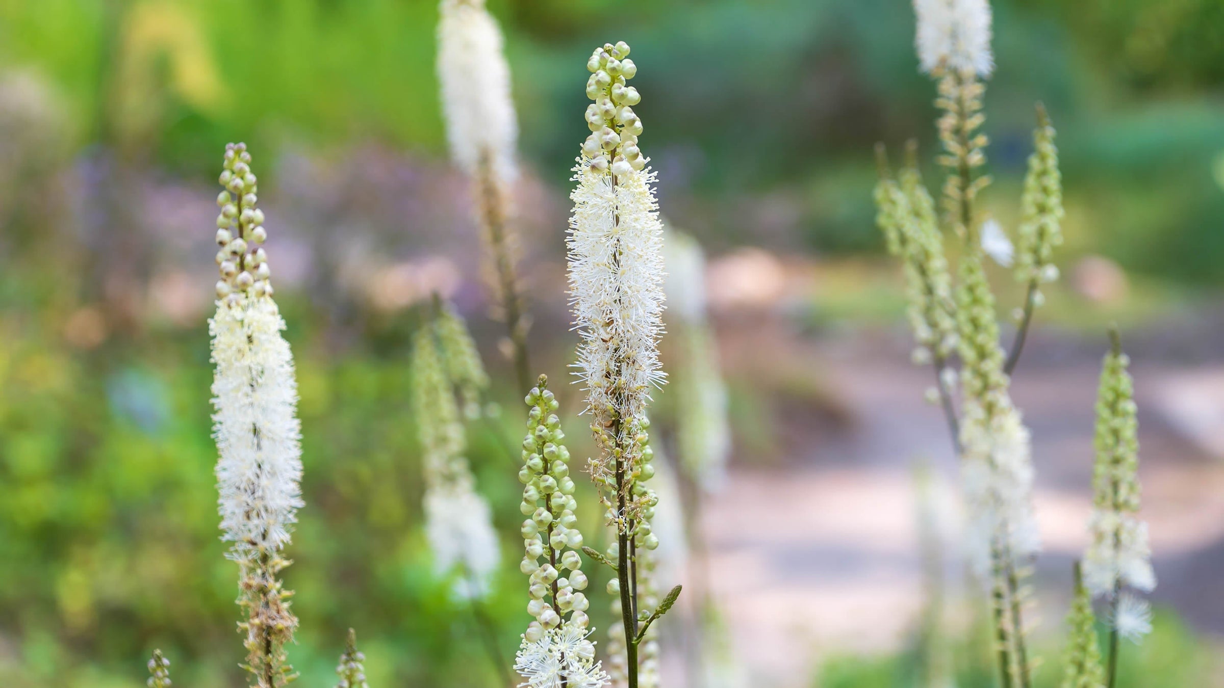 Actaea