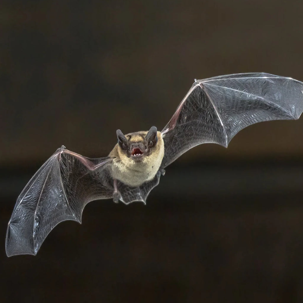 Bat Boxes