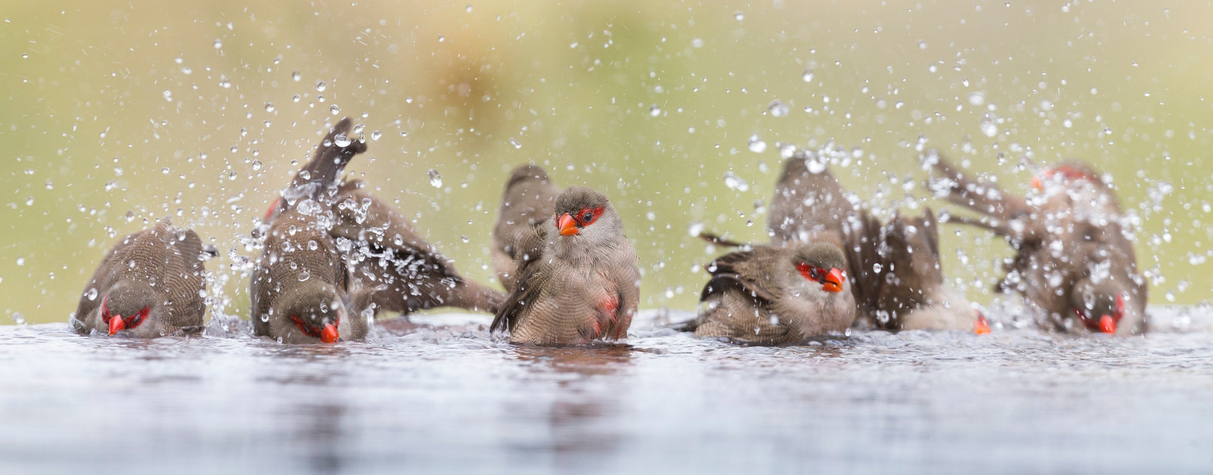 Bird Baths