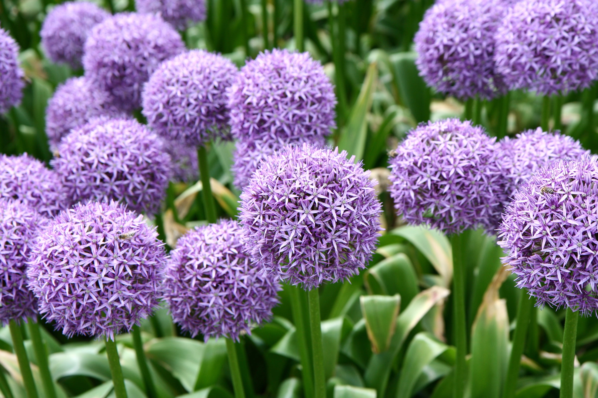 Giant Onion - Allium giganteum flower bed