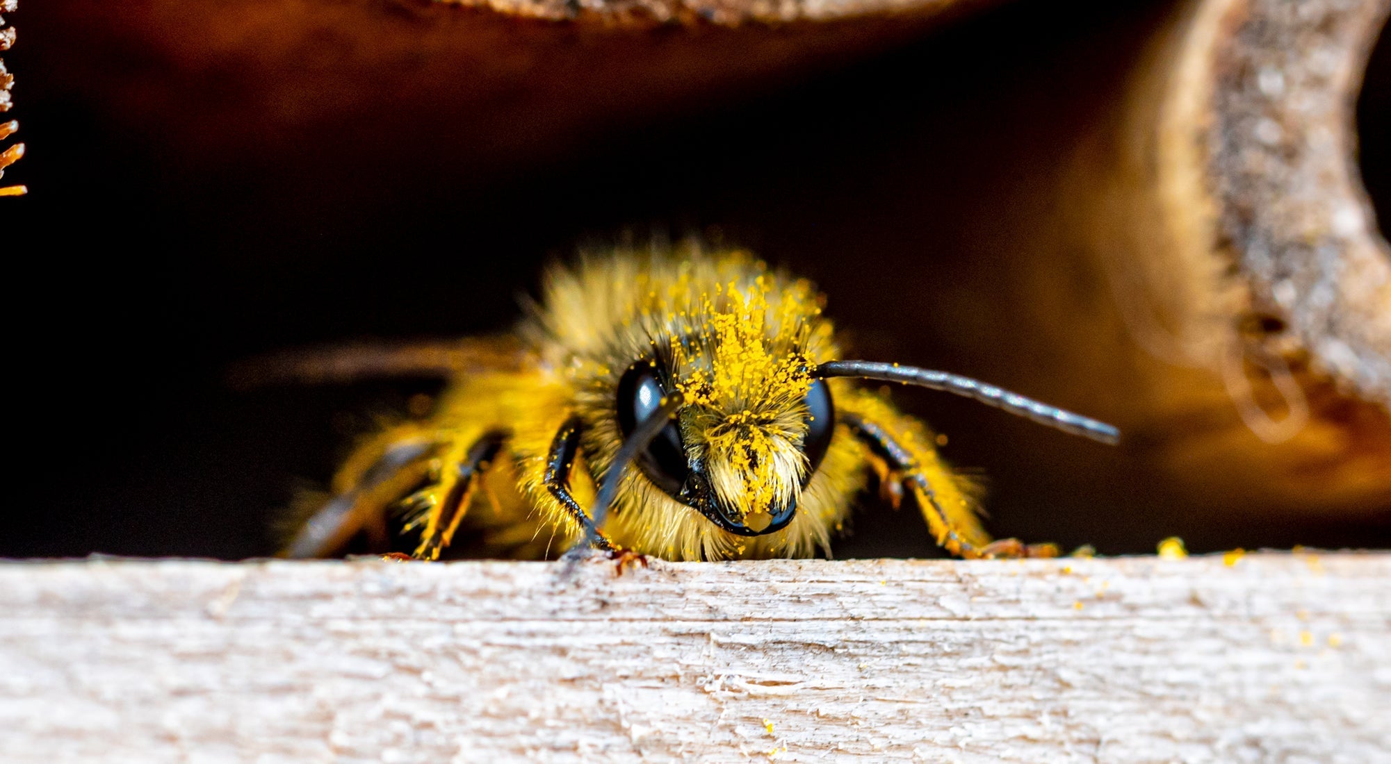 Floating Worm Bumble Bee