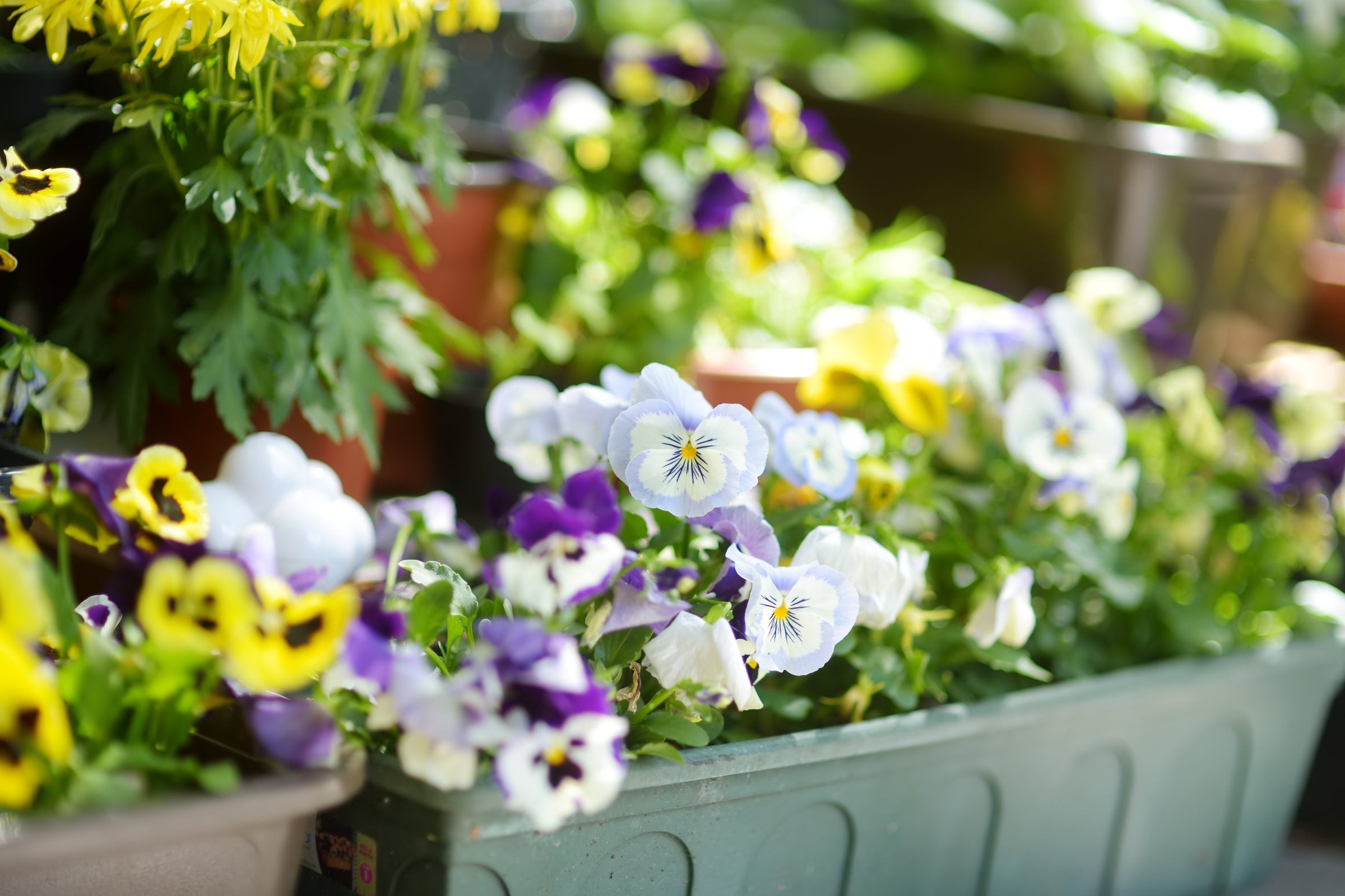 Planters