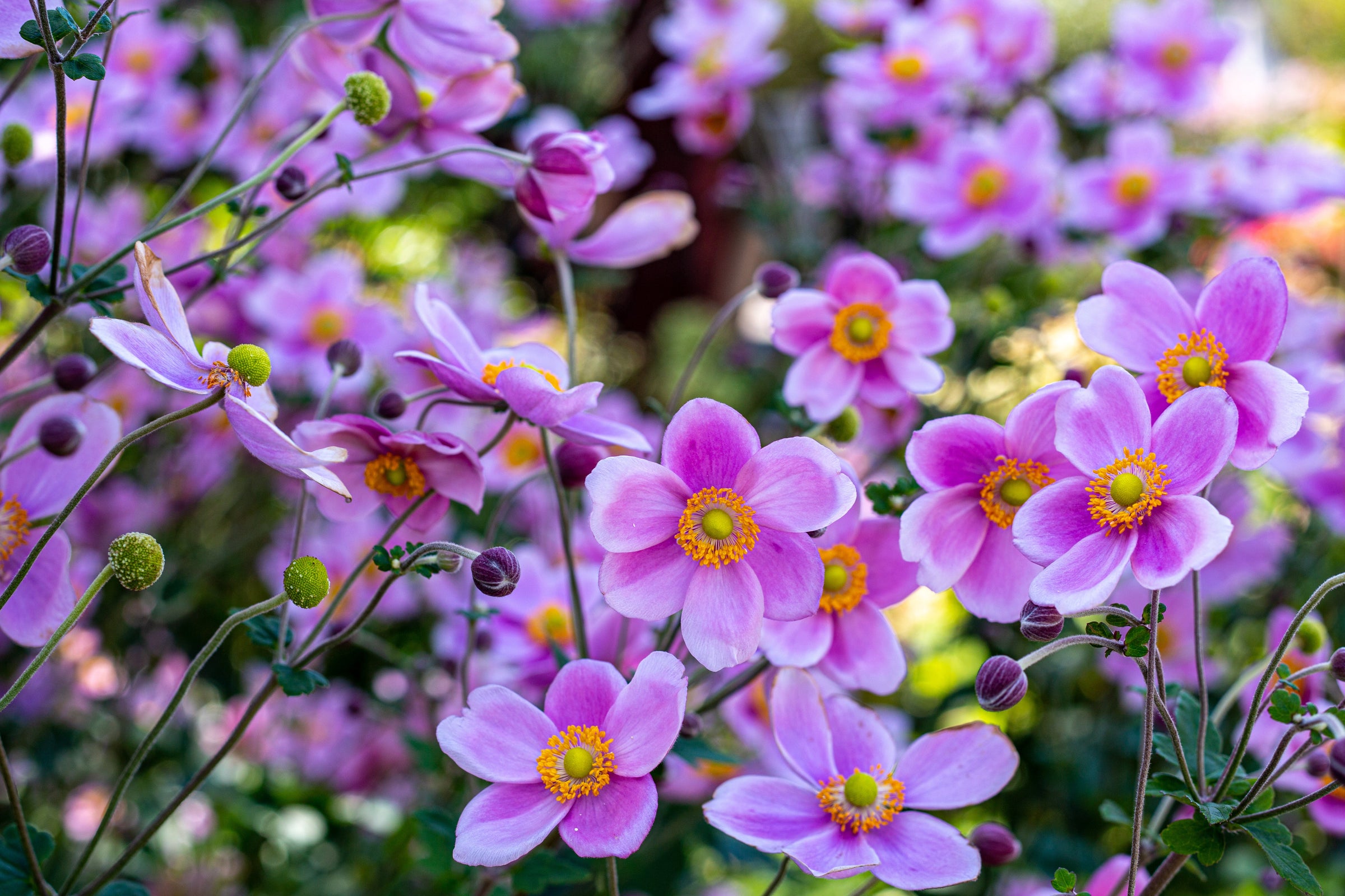 Anemone huphensis blossoms