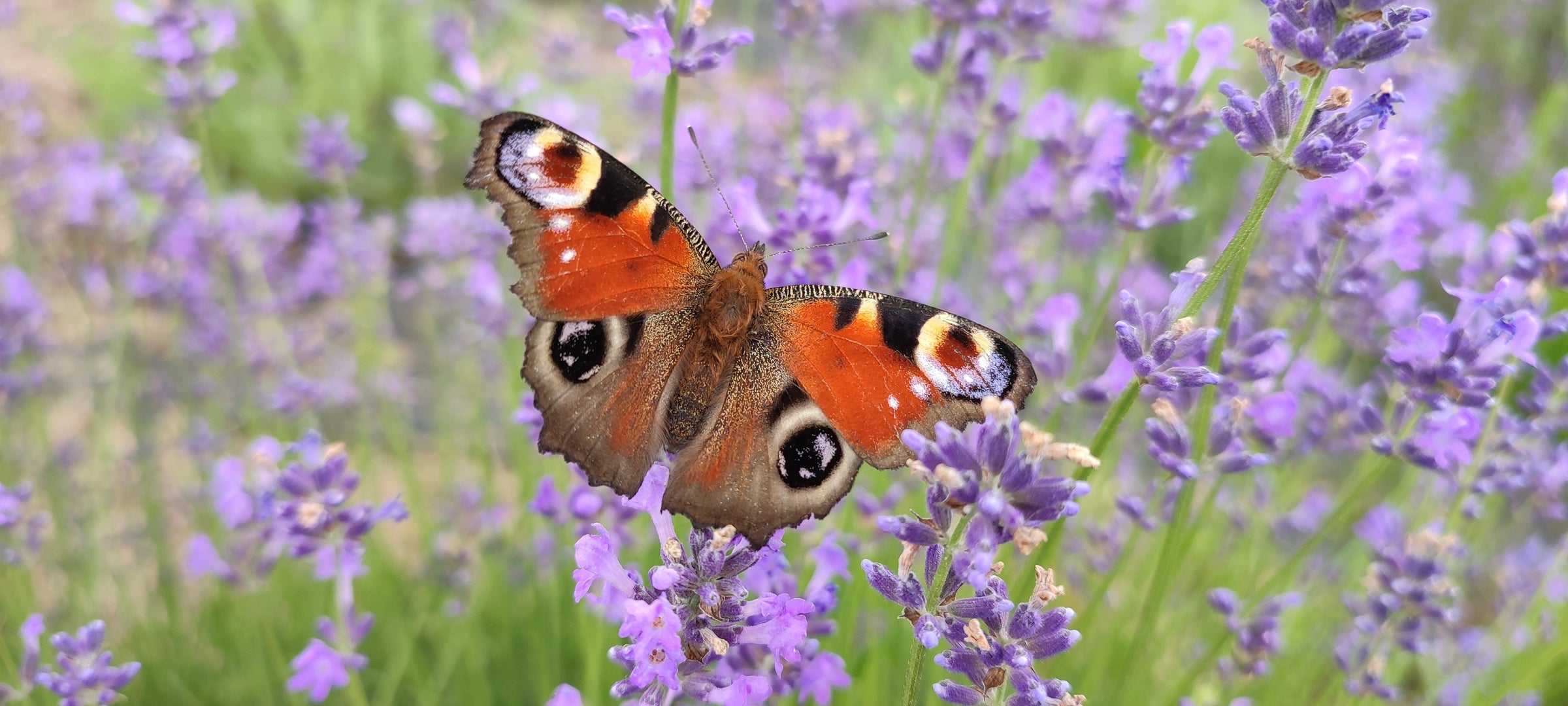 Butterfly Houses