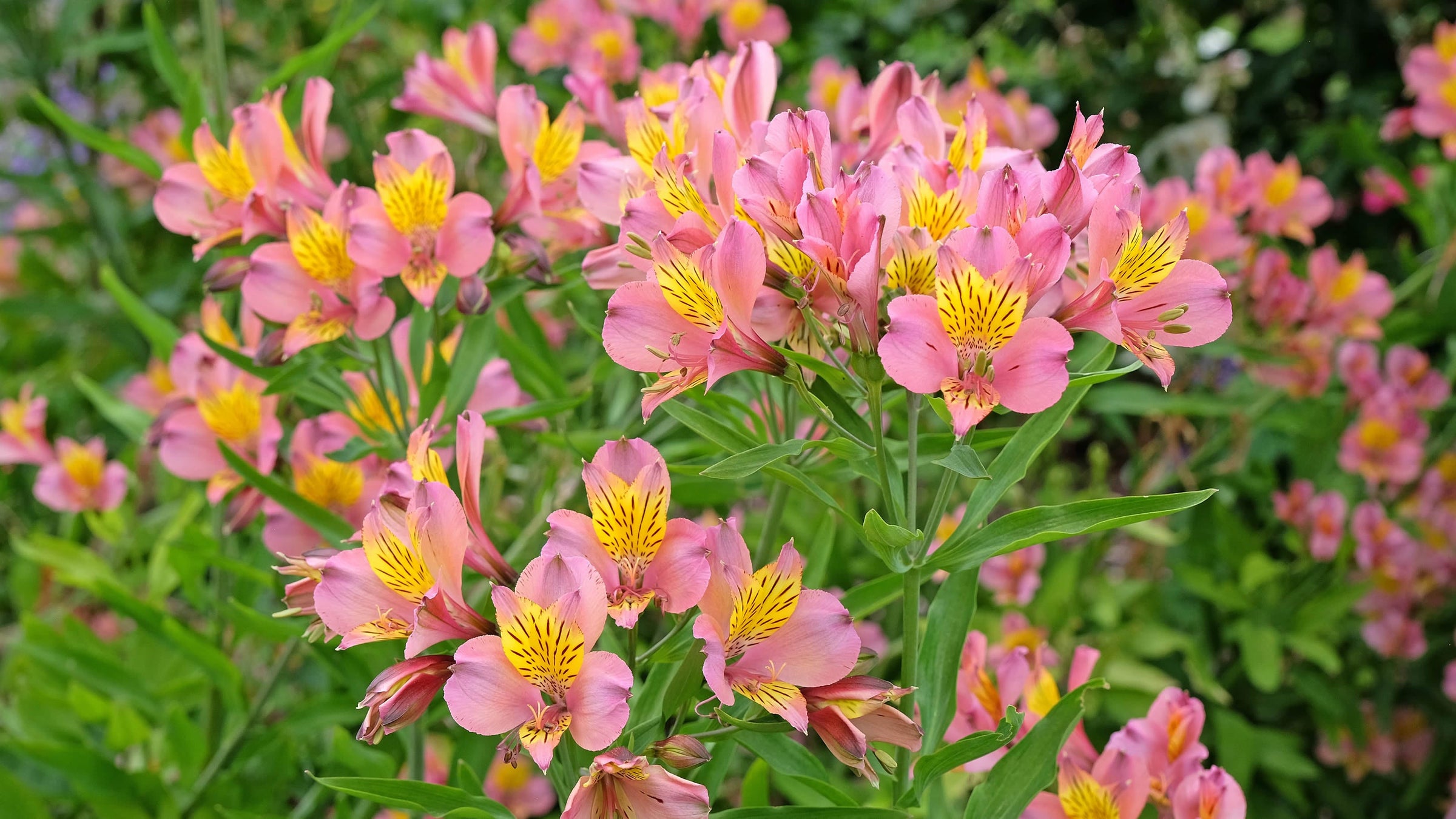 Alstroemeria (Lily of the Incas)
