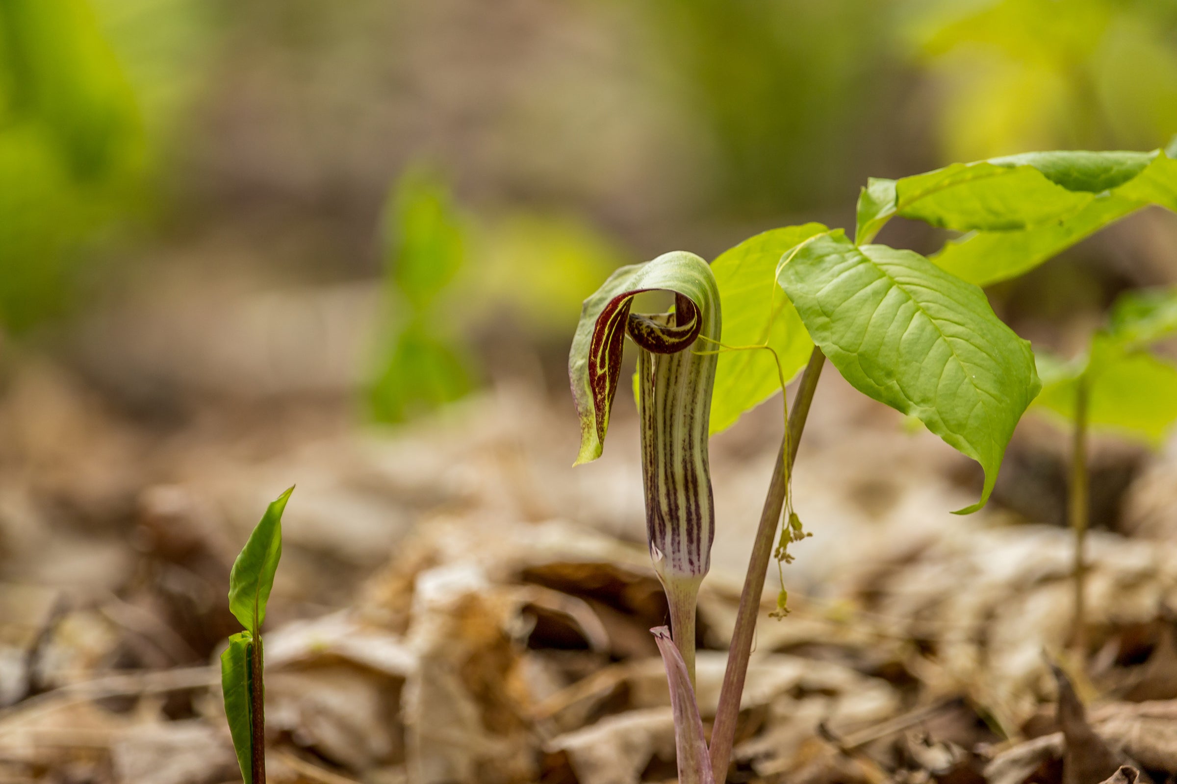 Arisaema (Jack-in-the-pulpits)