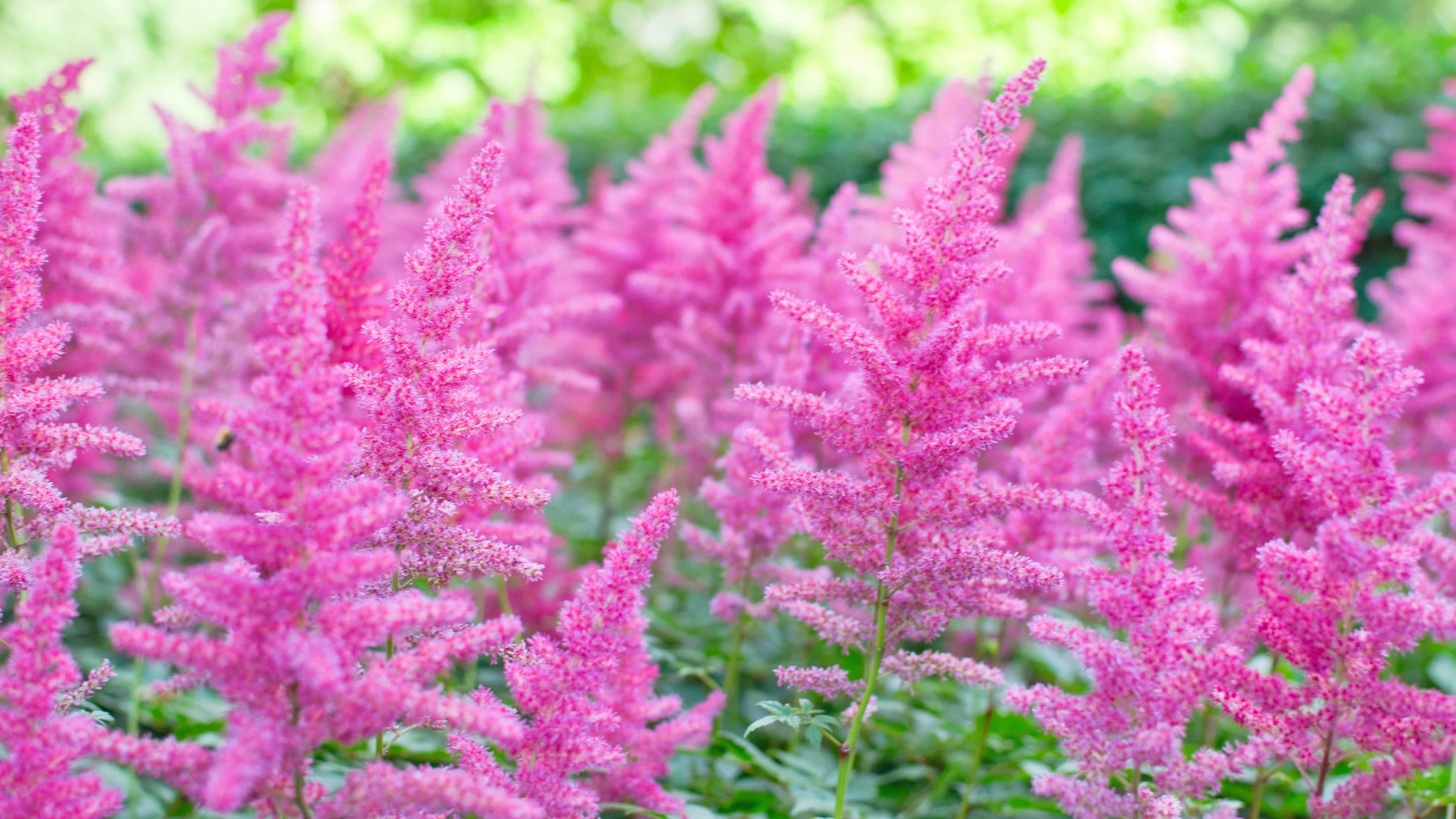 Astilbe