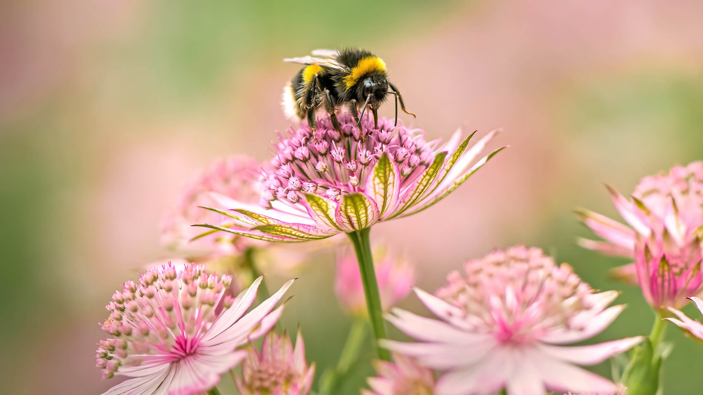 Astrantia