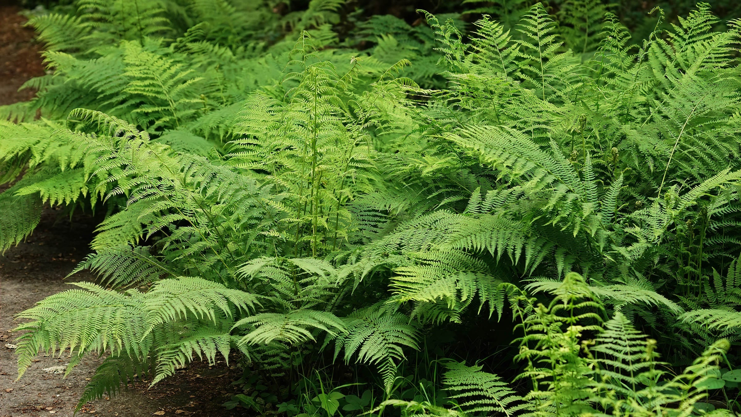 Athyrium (Lady Ferns)
