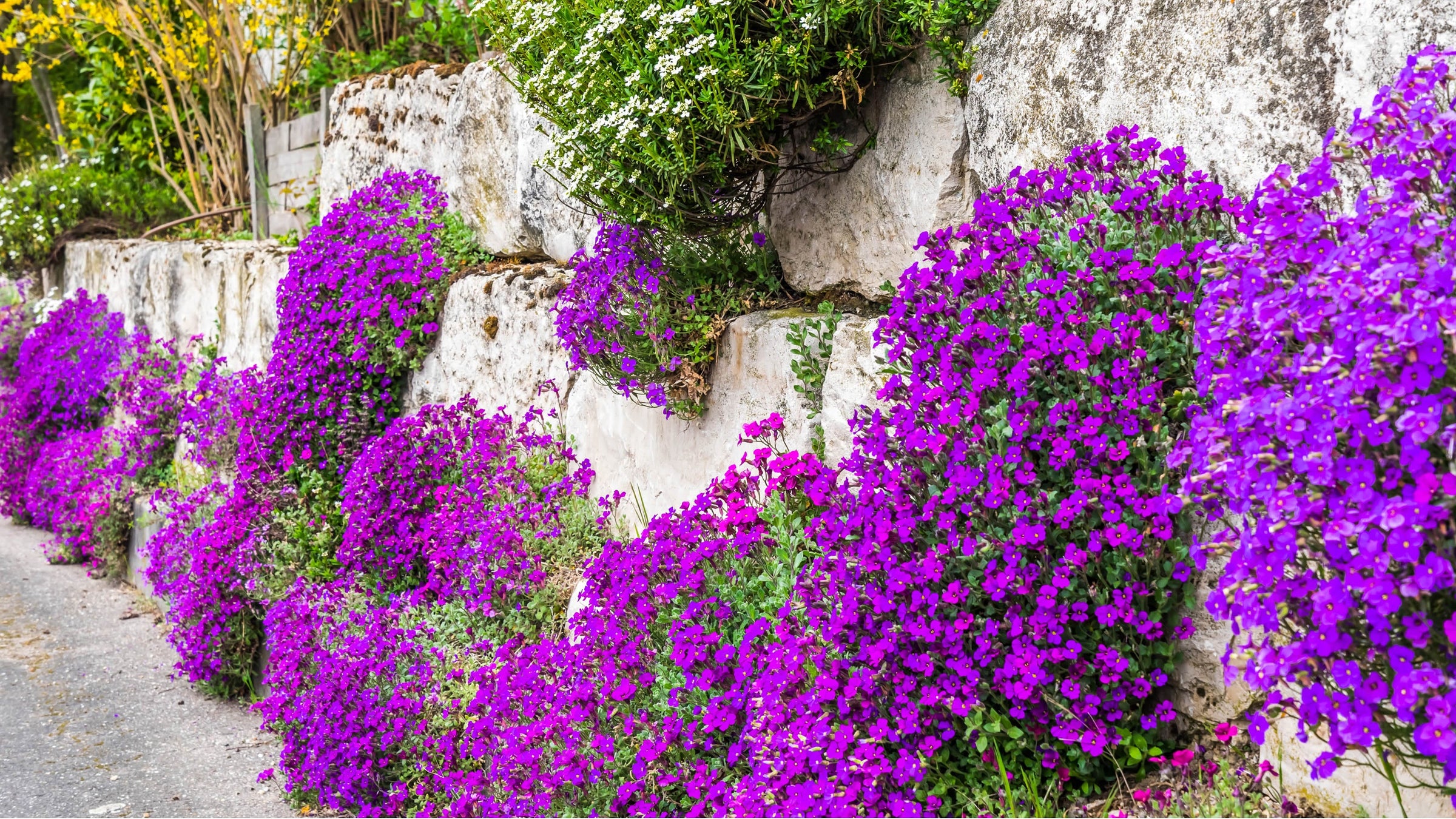 Aubrieta (Rock Cresses)