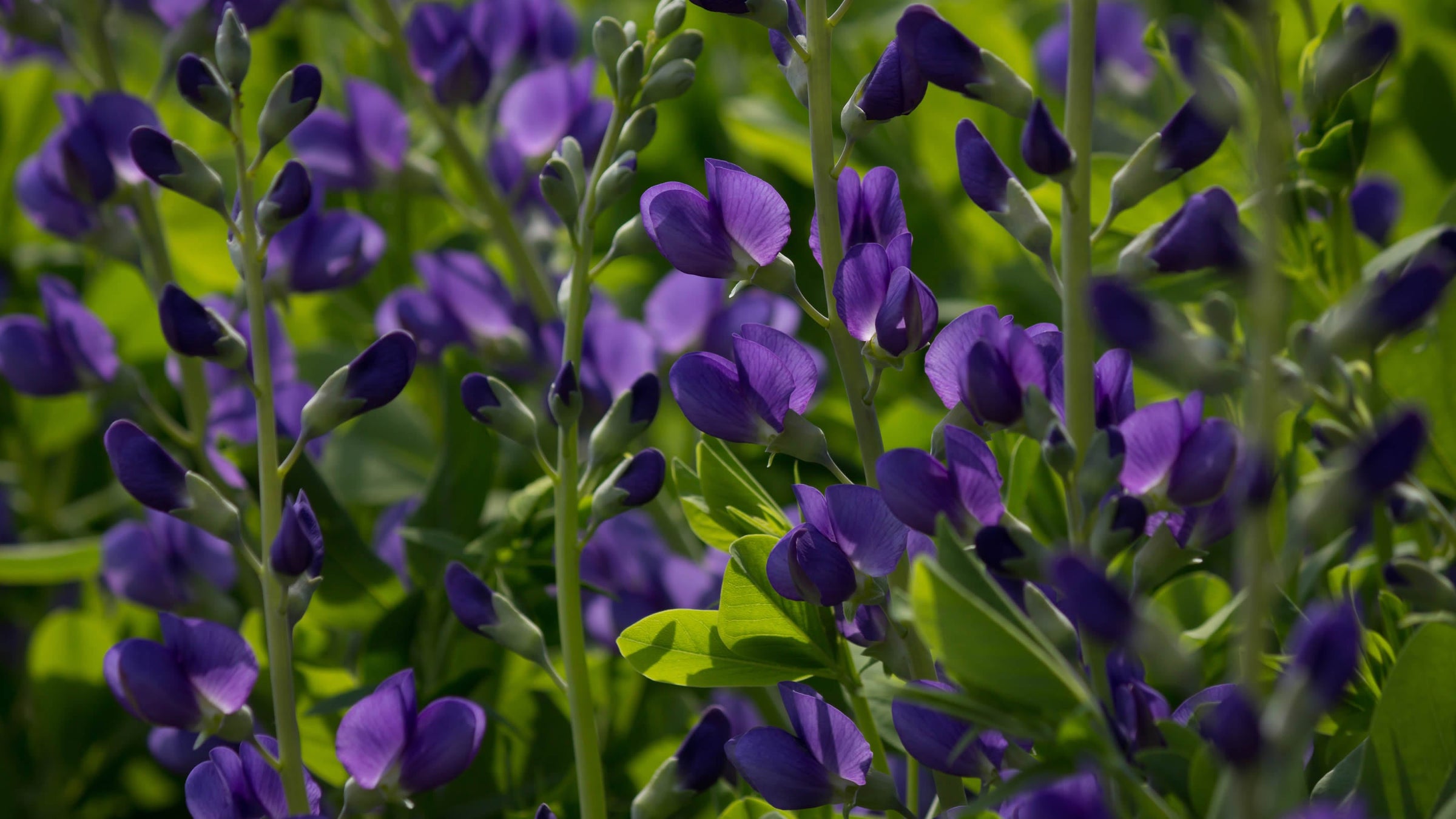 Baptisia