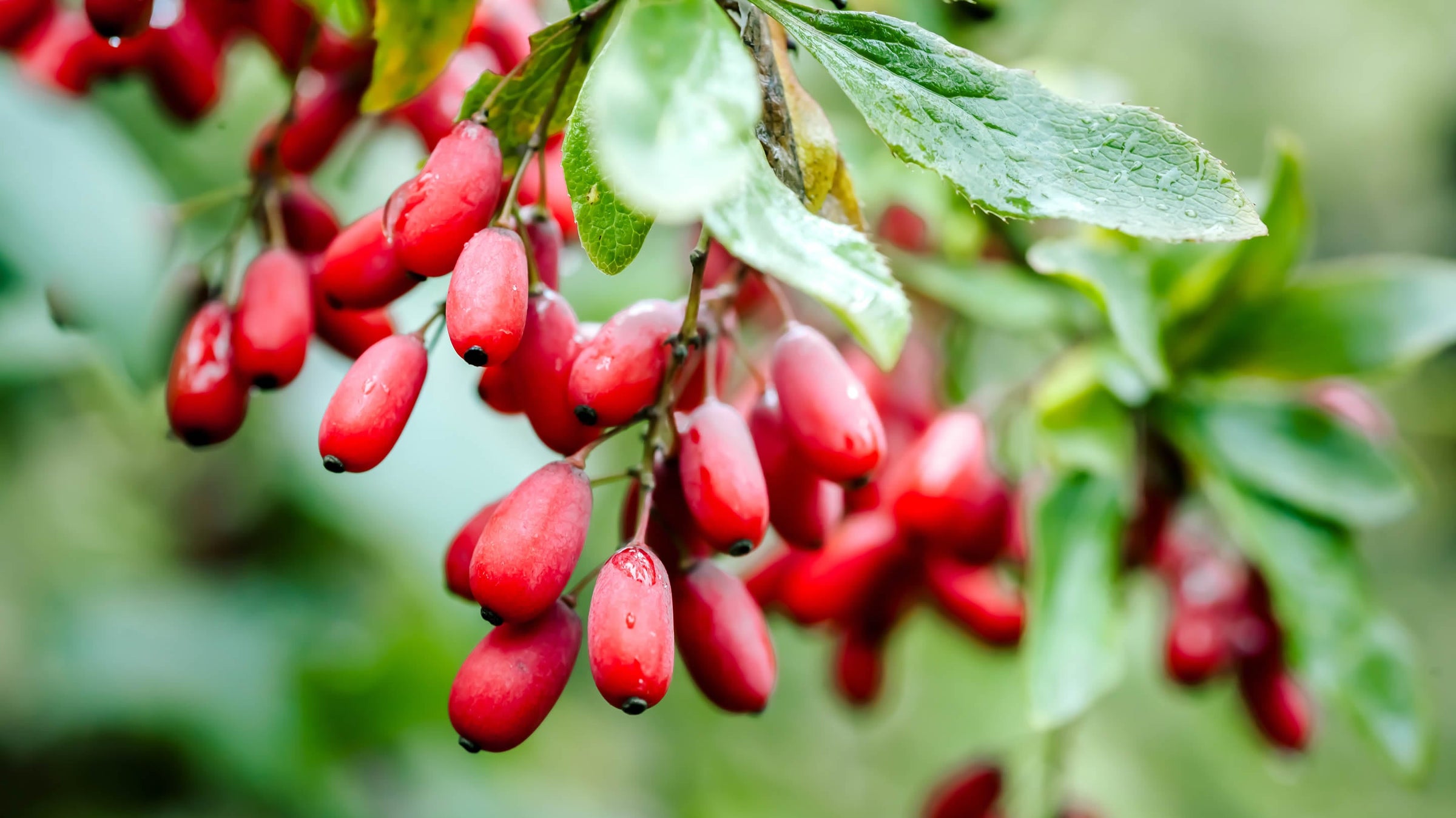 Berberis