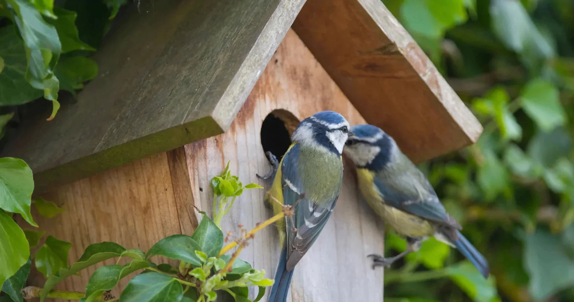 Bird Boxes