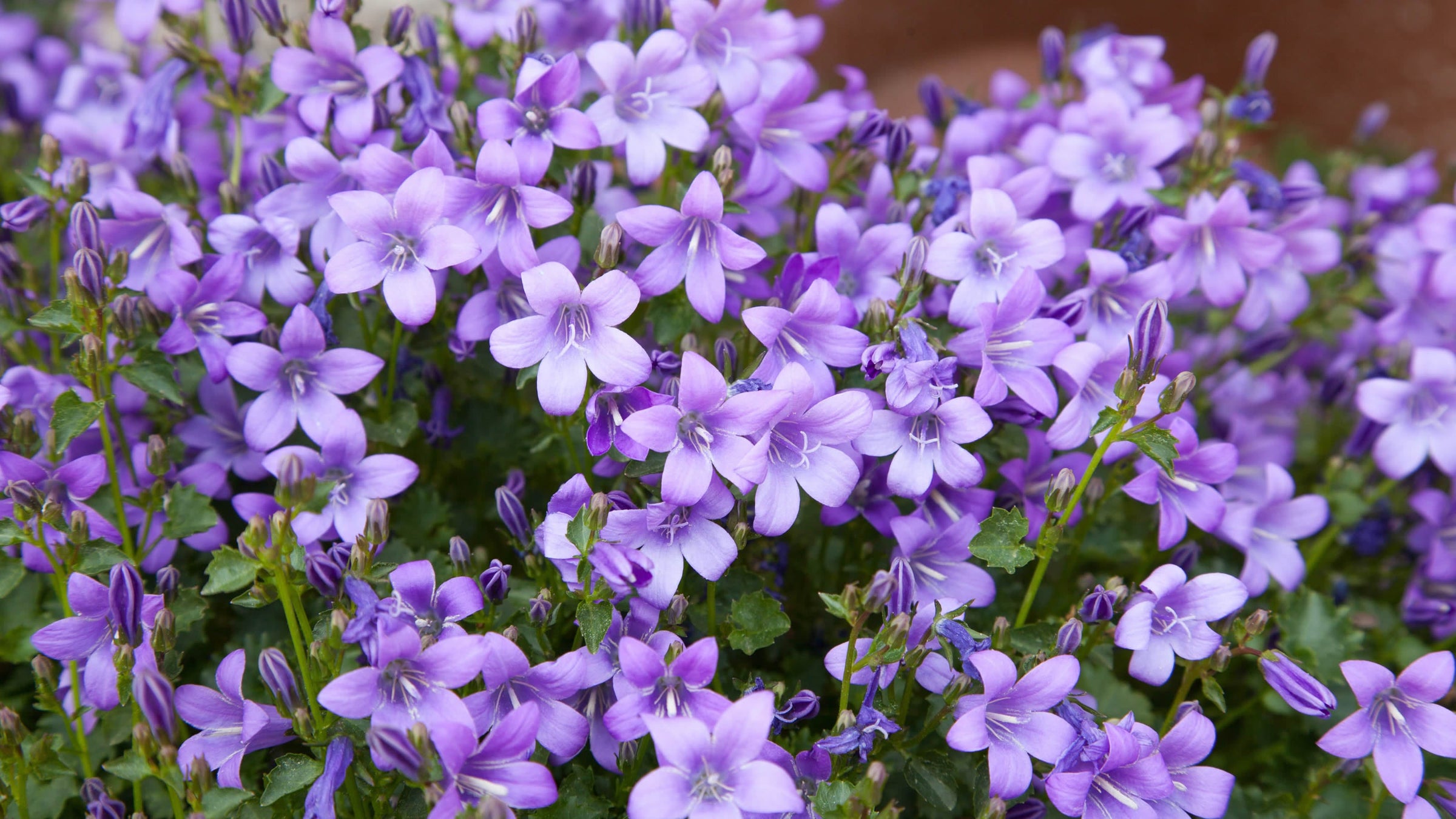 Campanula