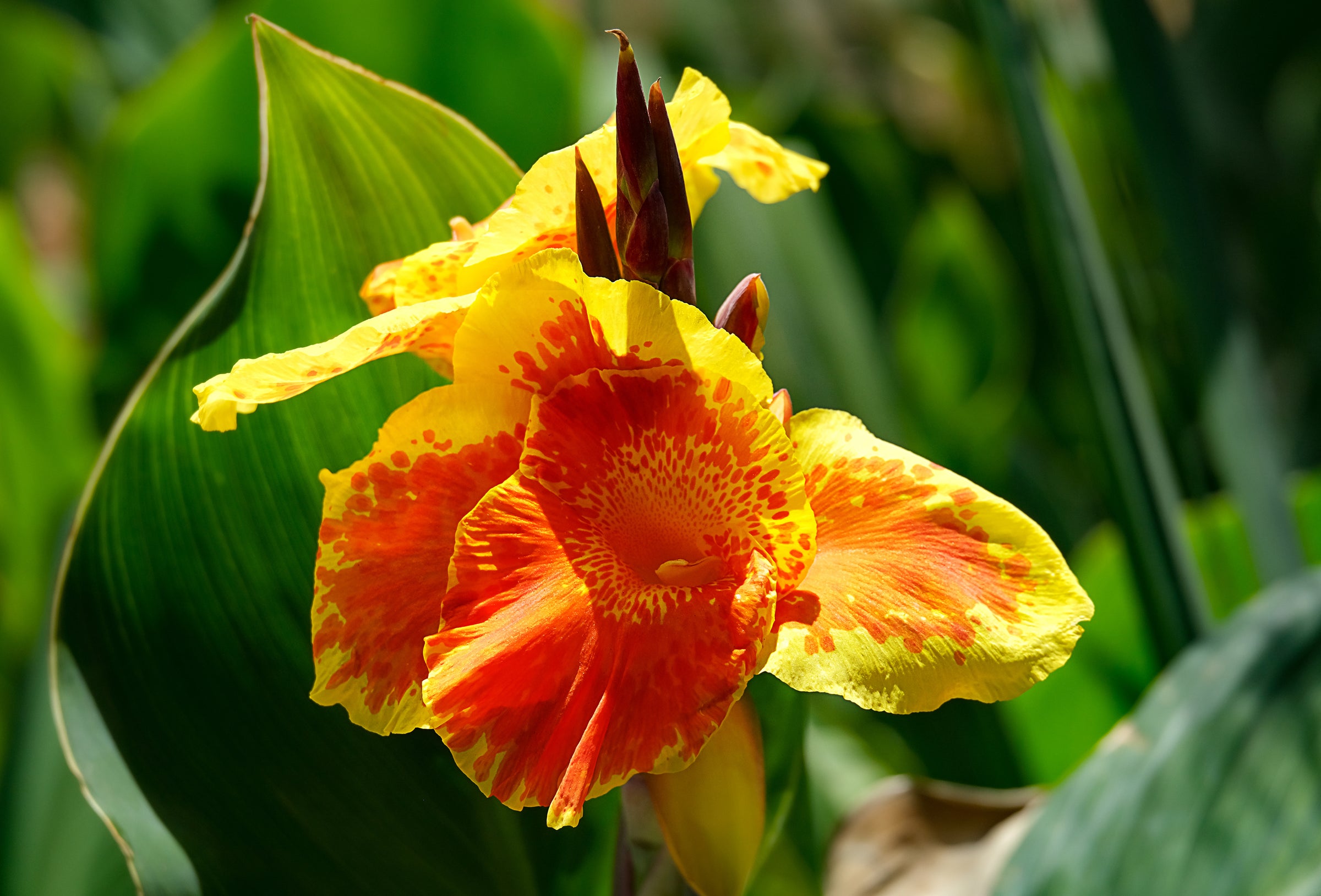 Canna (Canna Lilies)