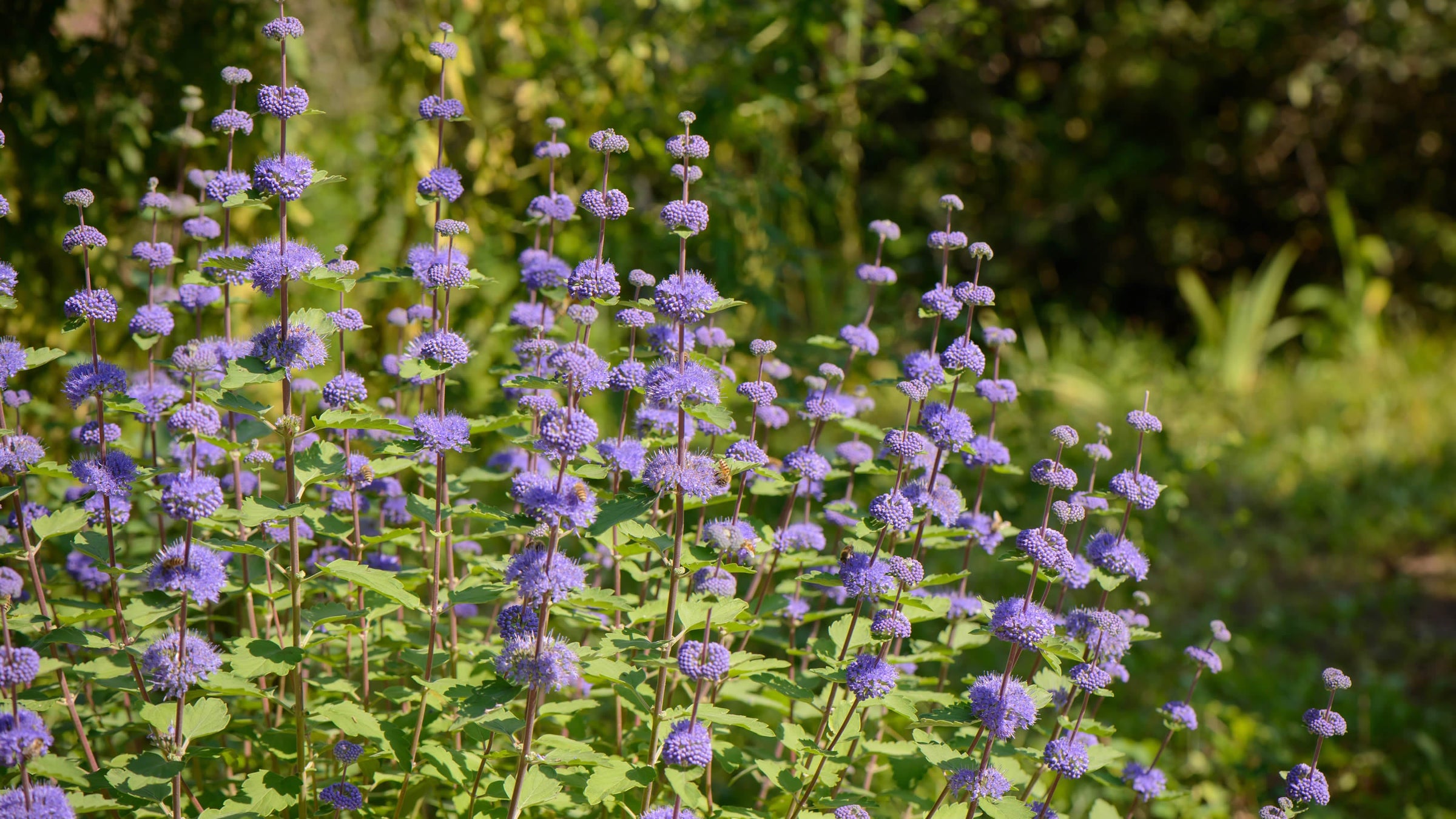 Caryopteris