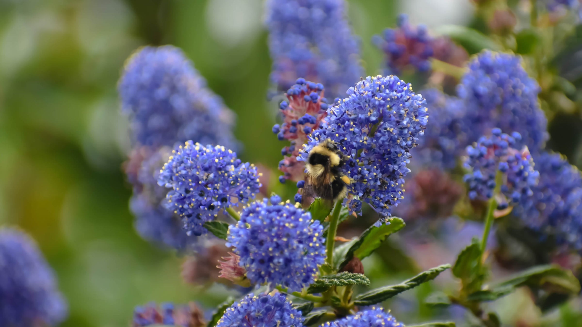 Ceanothus