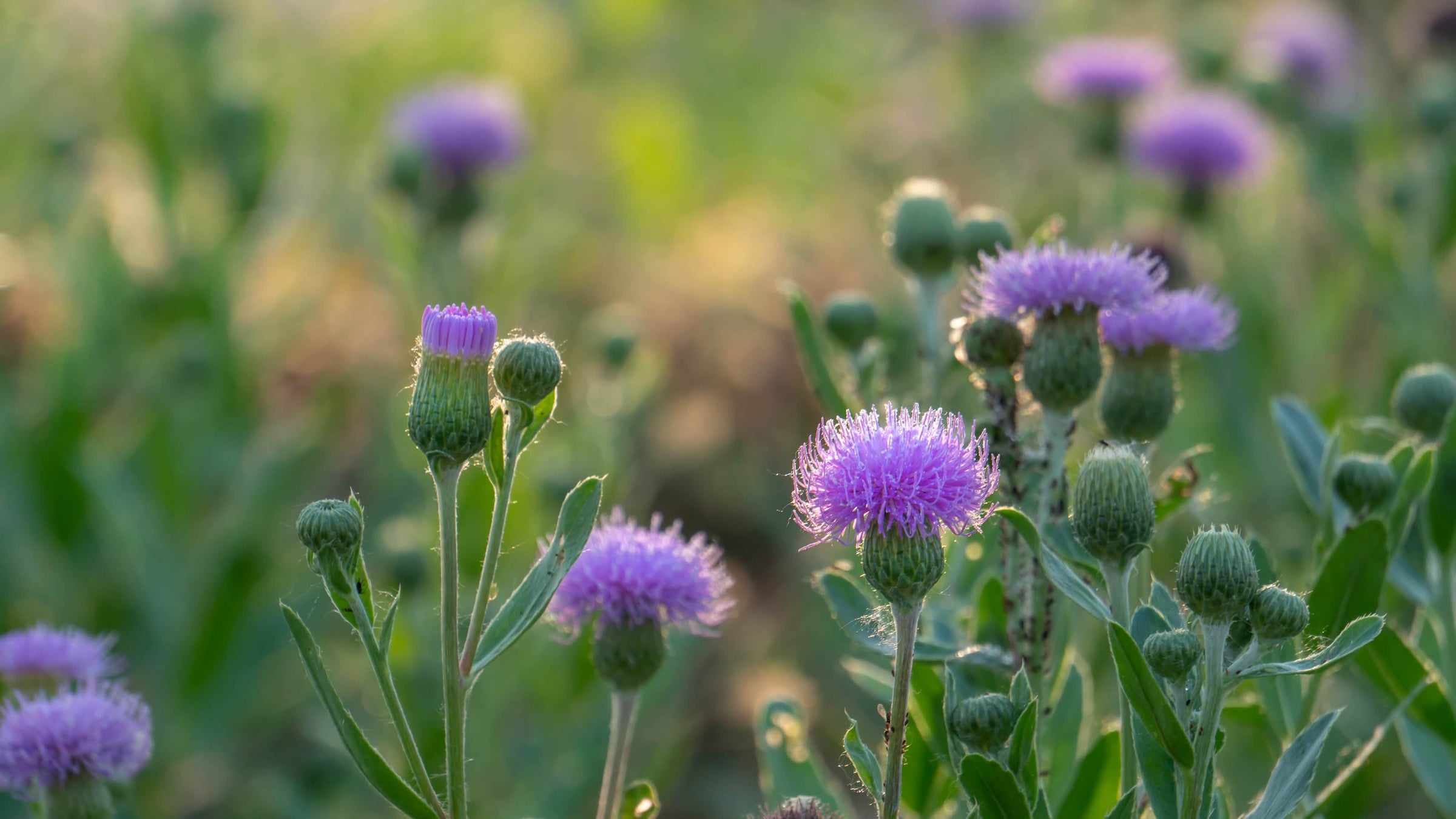 Cirsium