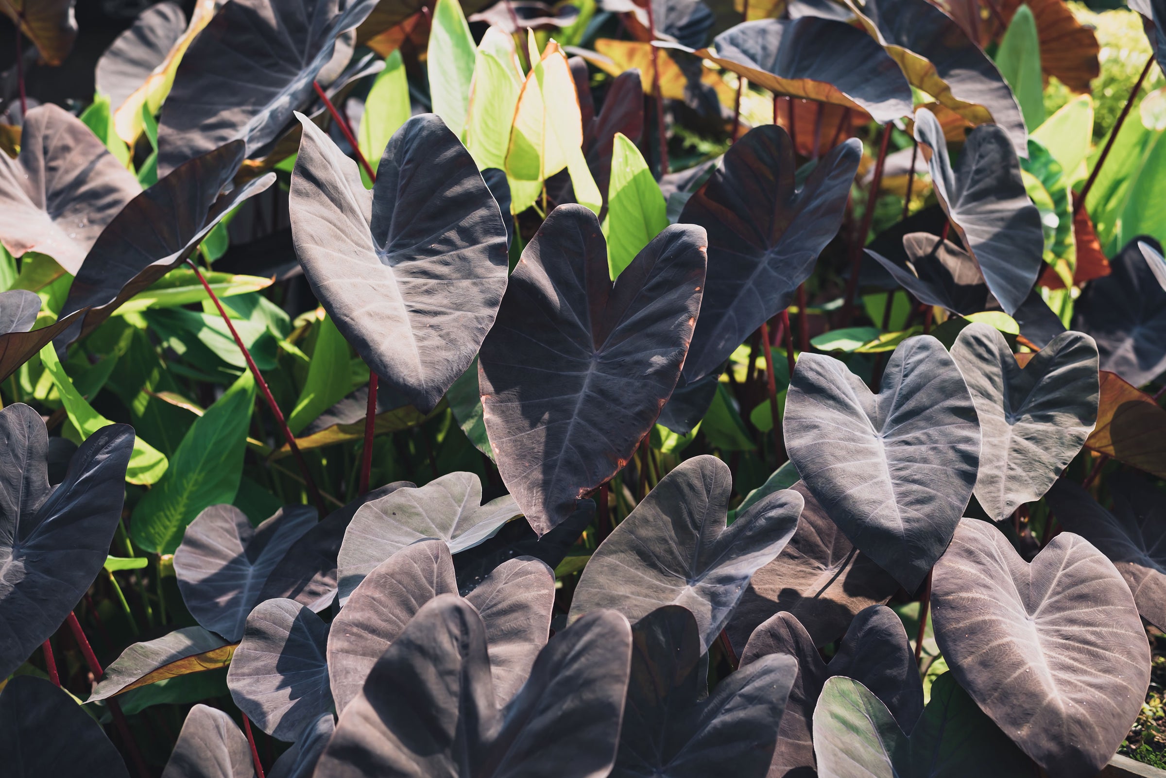 Colocasia (Elephant Ears)