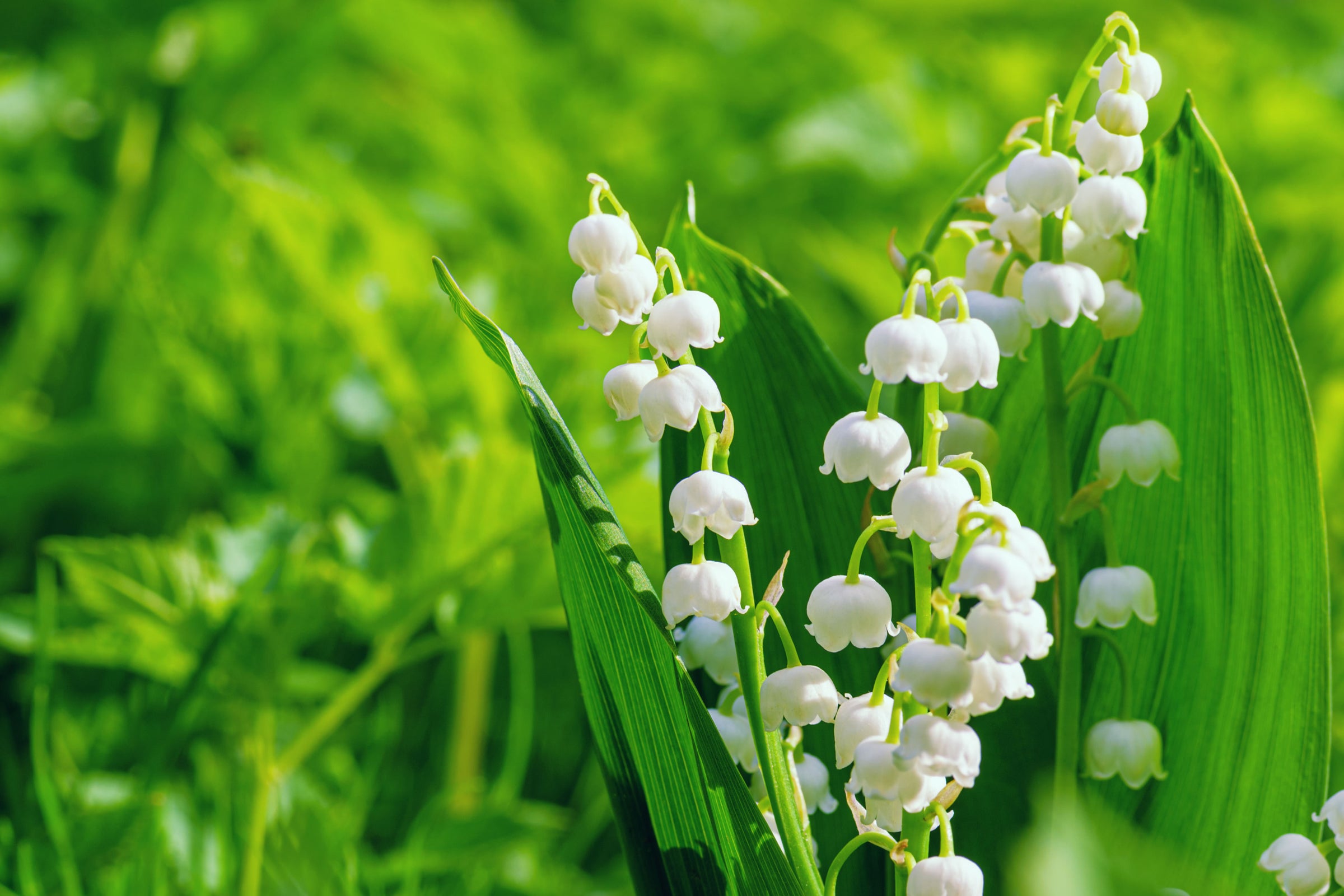 Convallaria (Lily of the Valley)