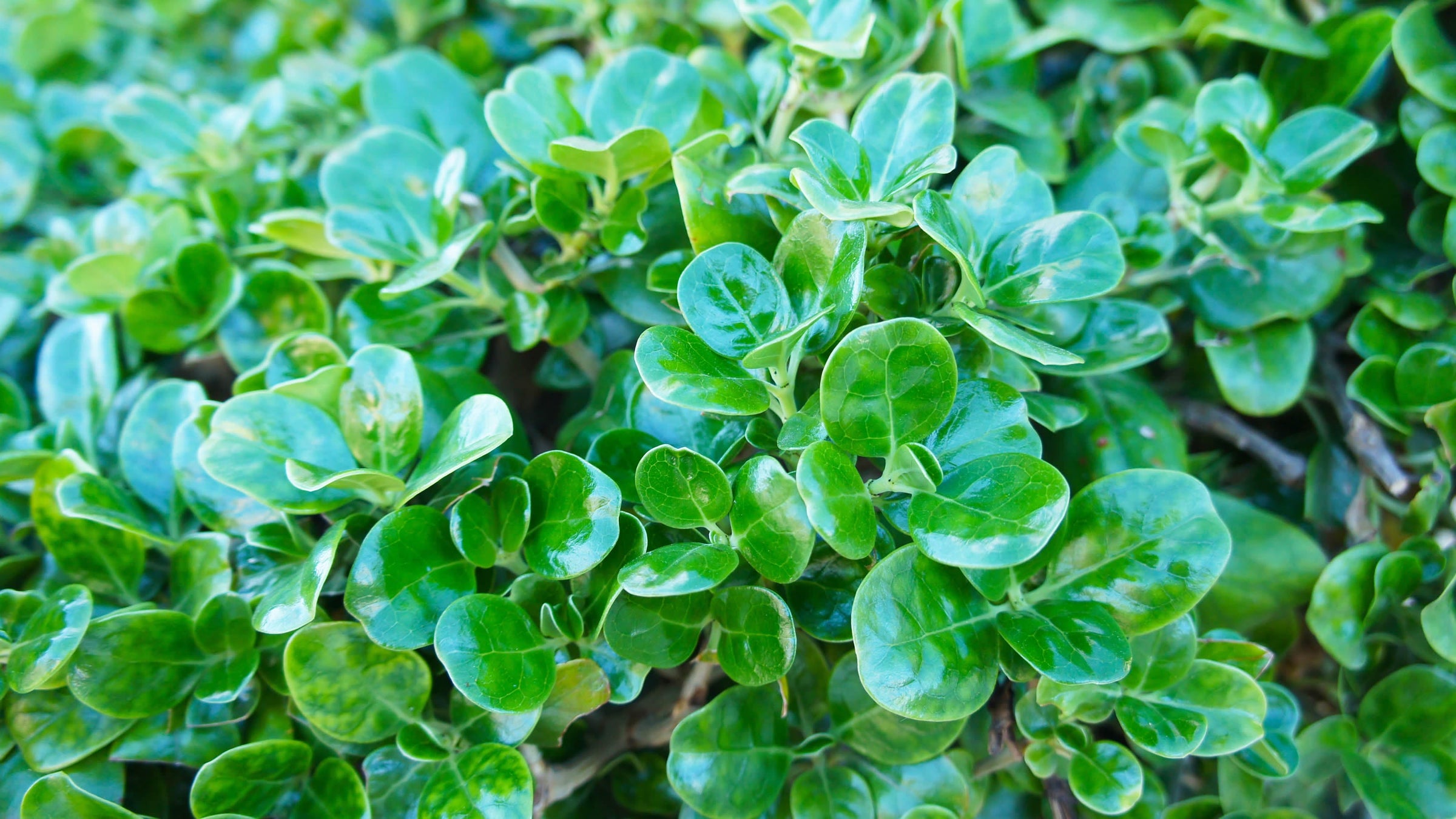 Coprosma