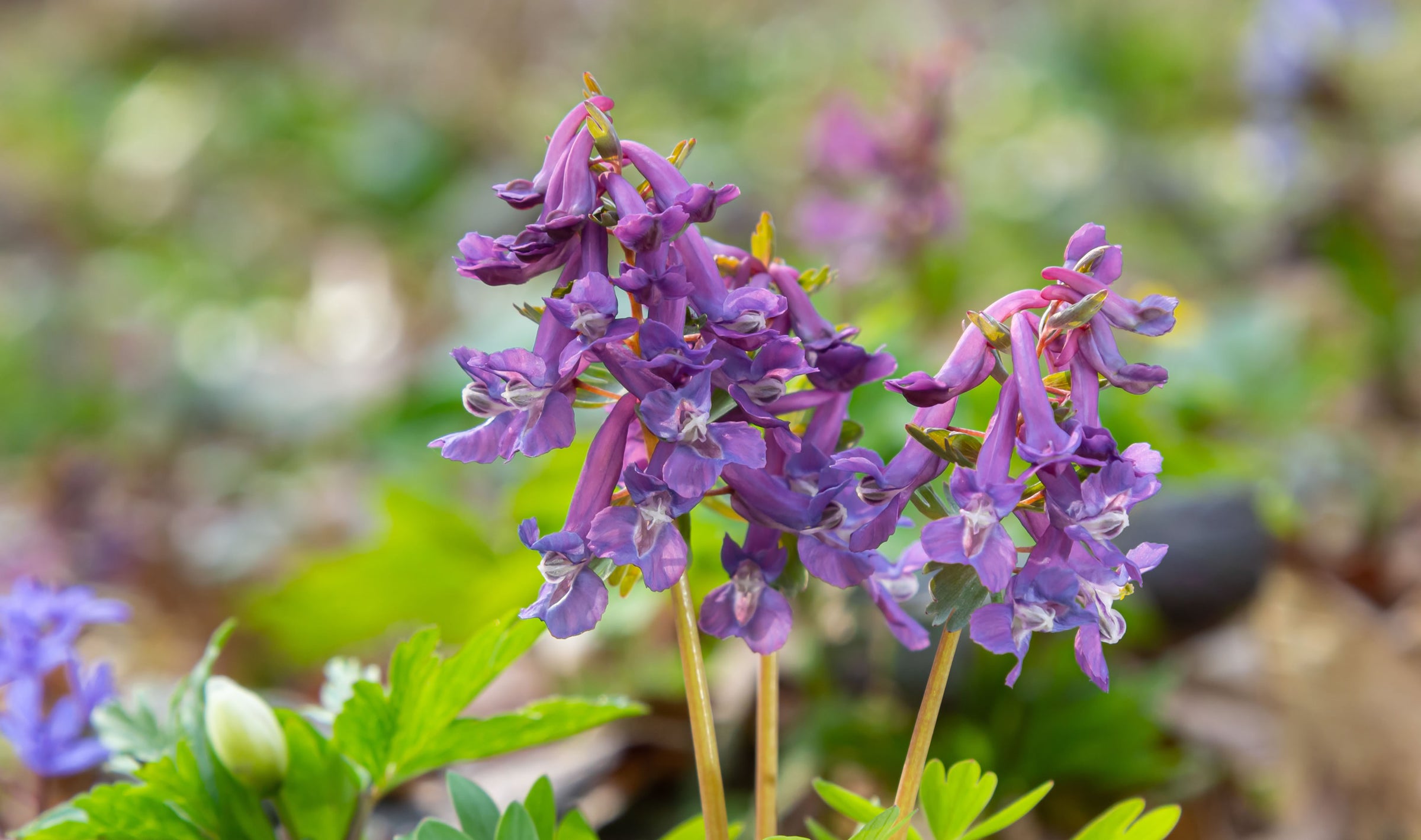 Corydalis