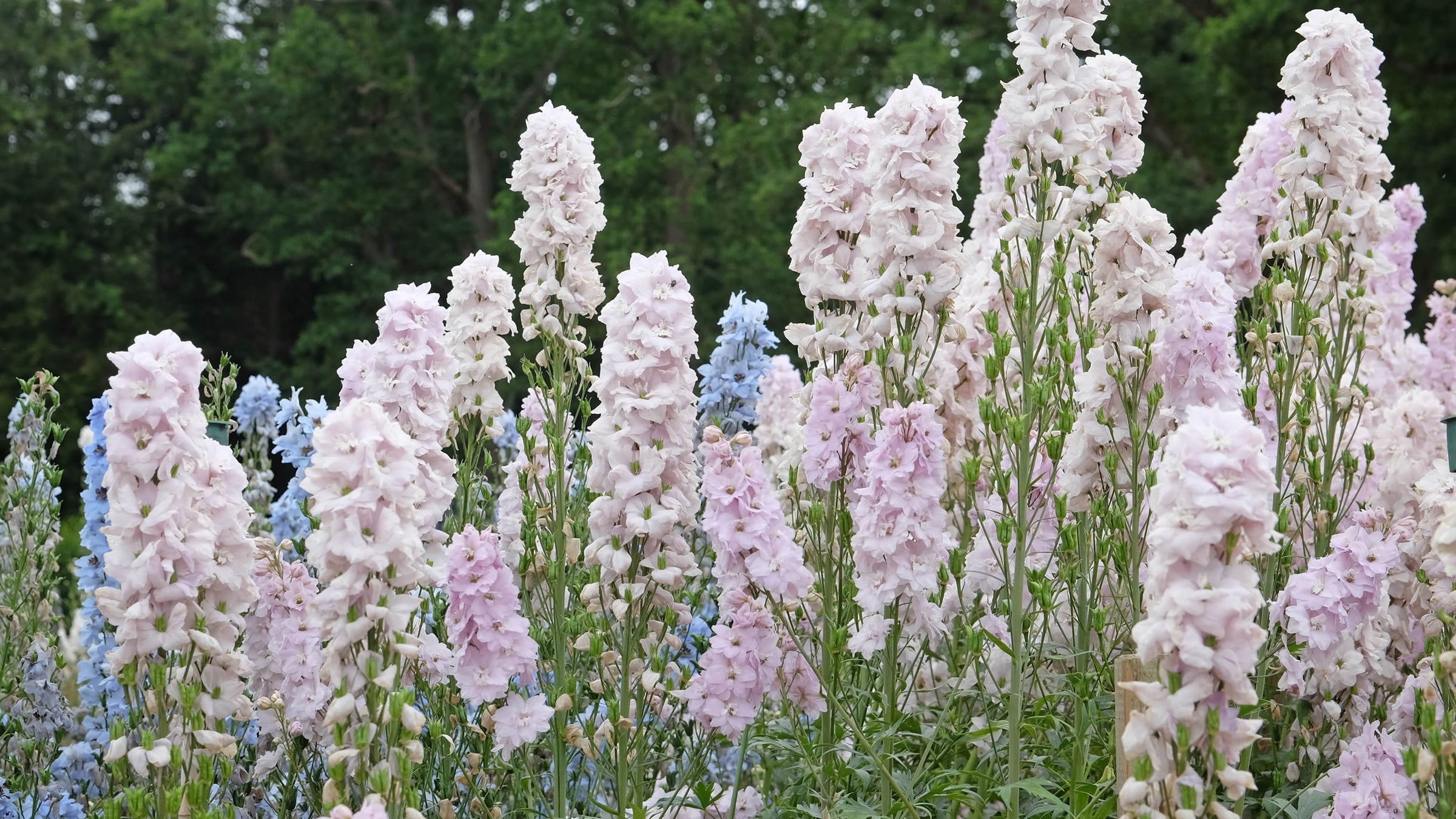 Delphinium