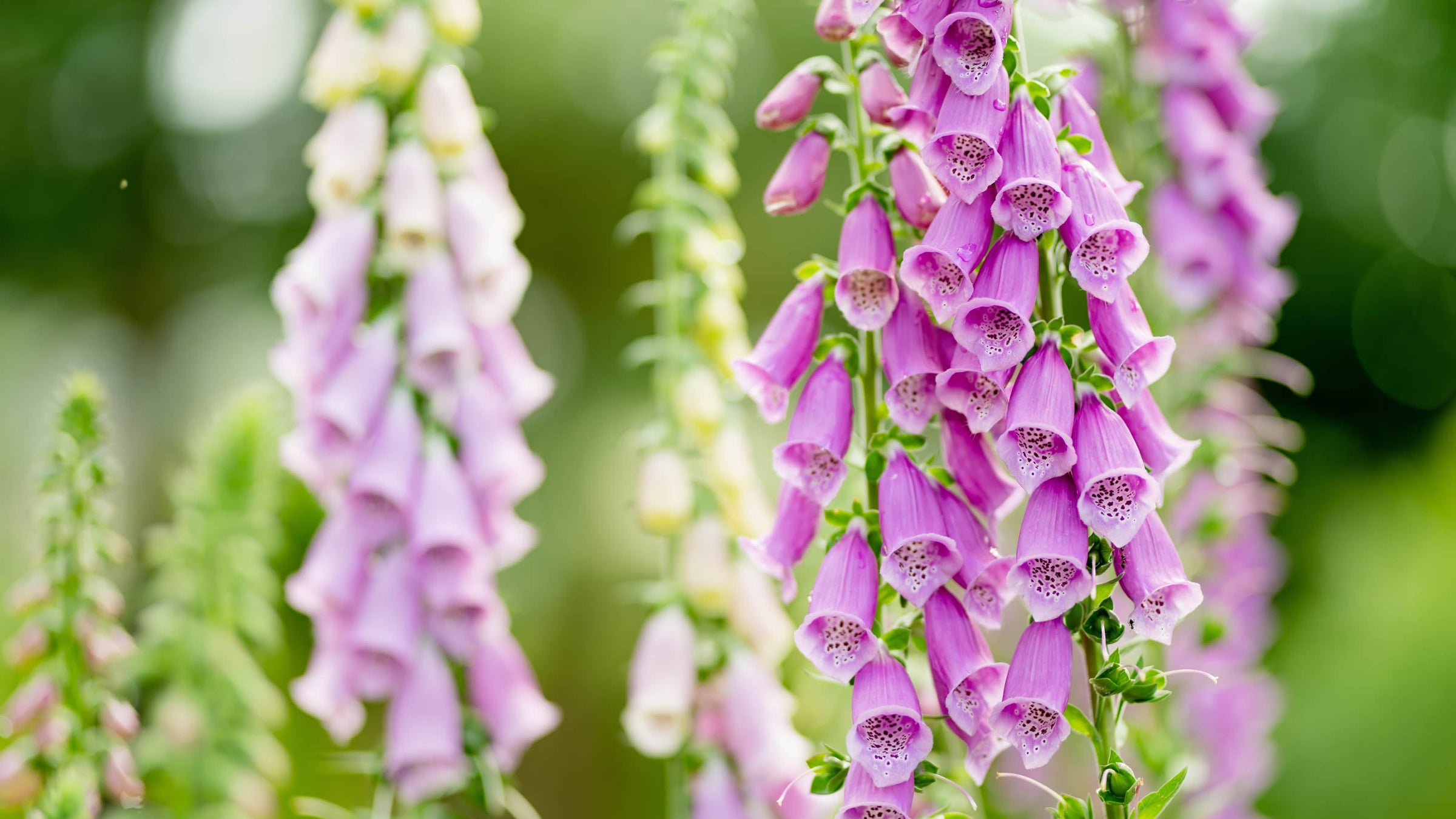 Digitalis (Foxgloves)