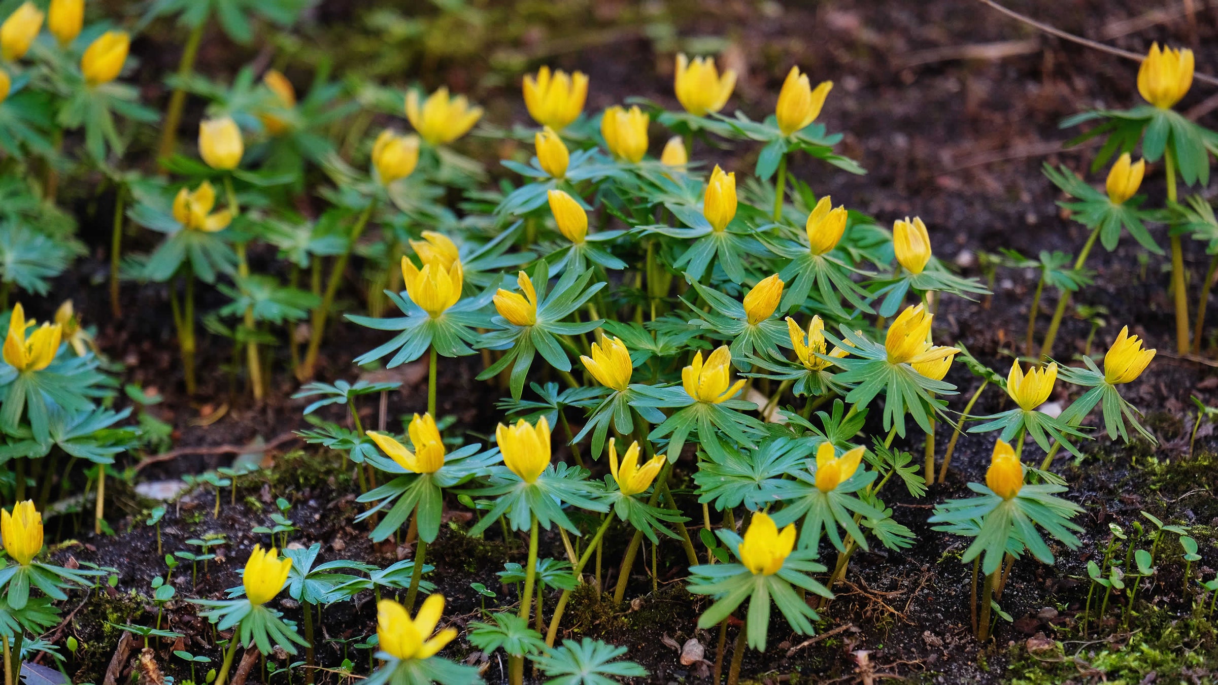 winter aconites