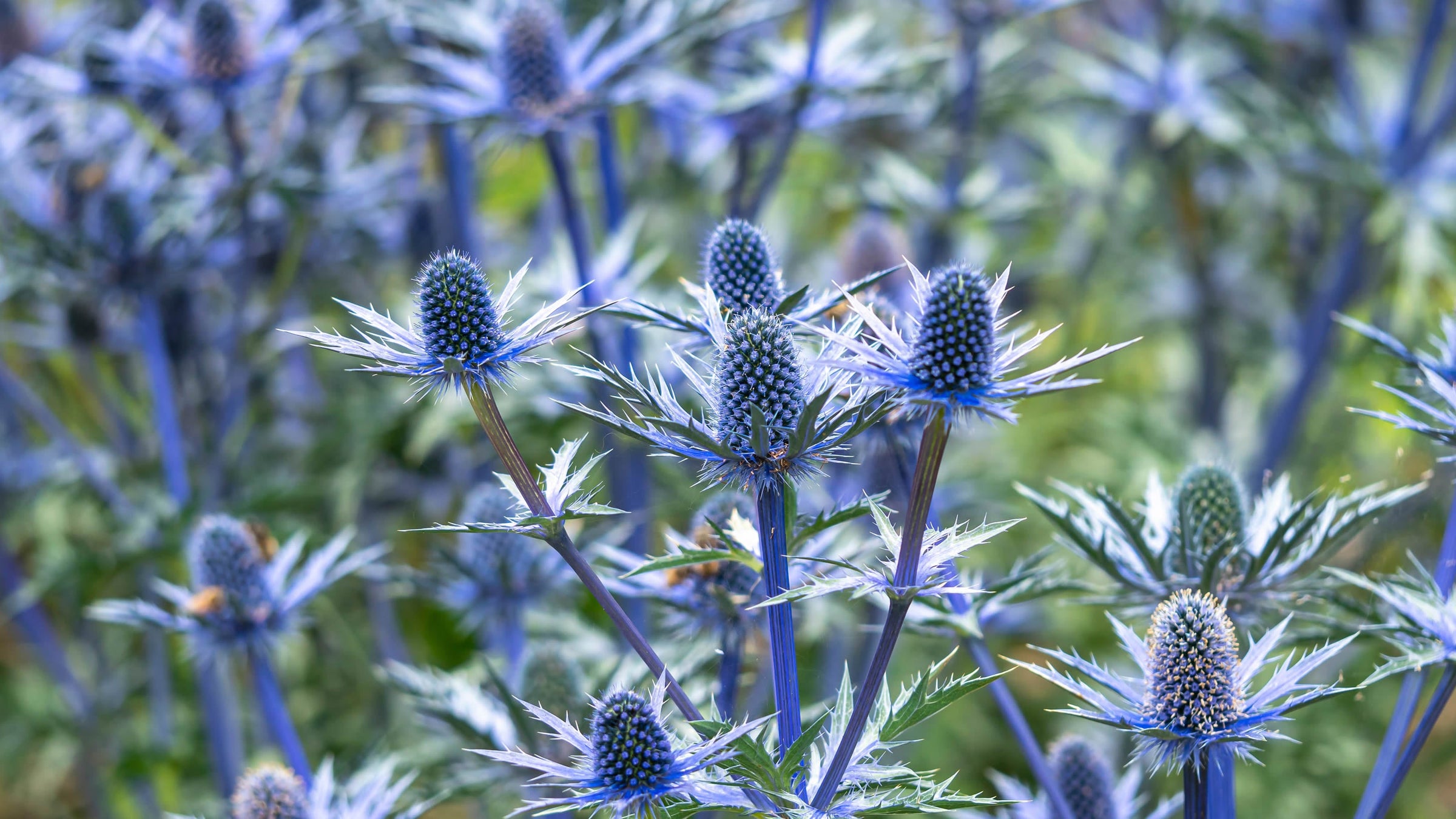 Eryngium