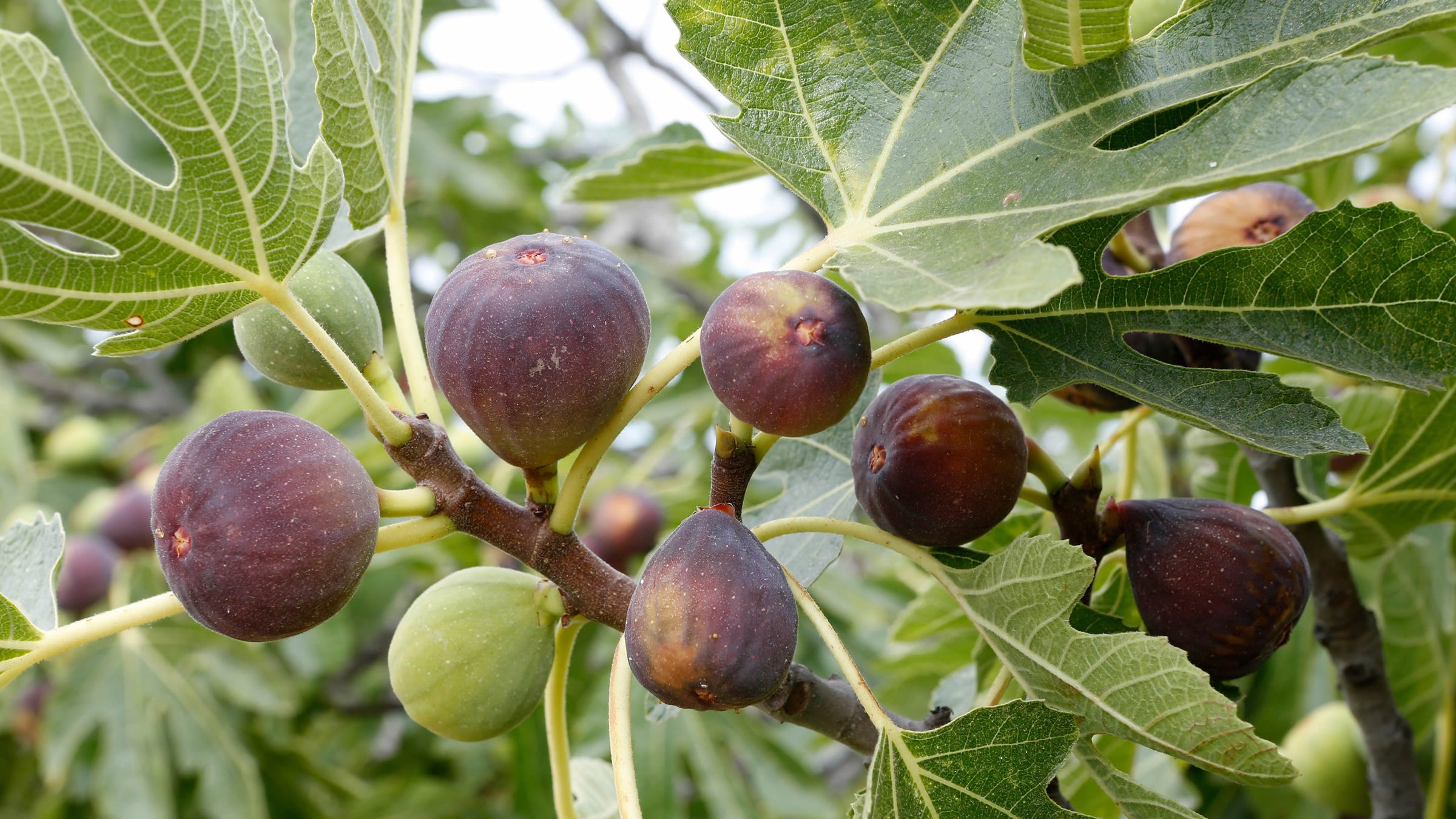 Ficus (Figs)
