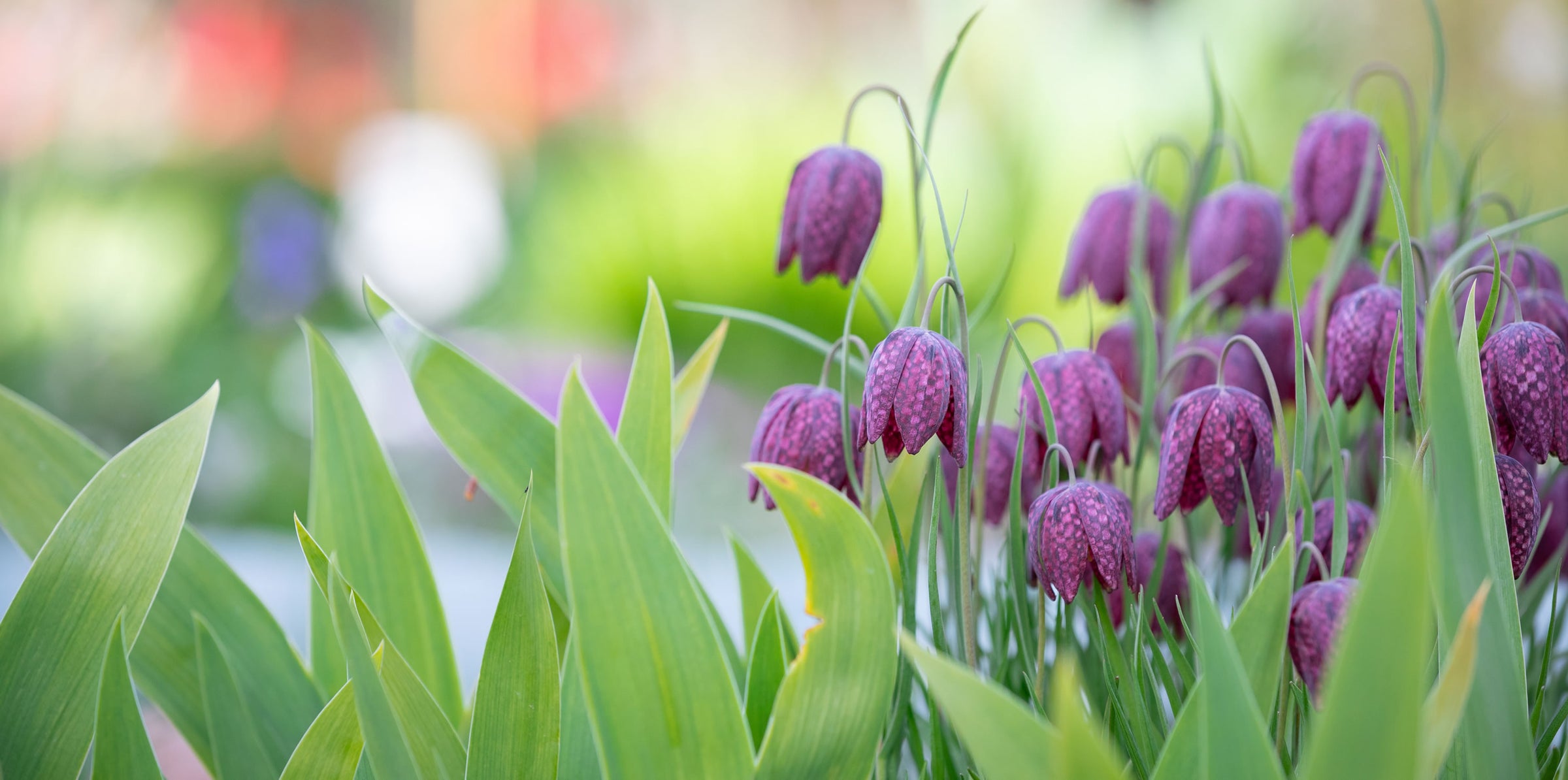 Fritillaria