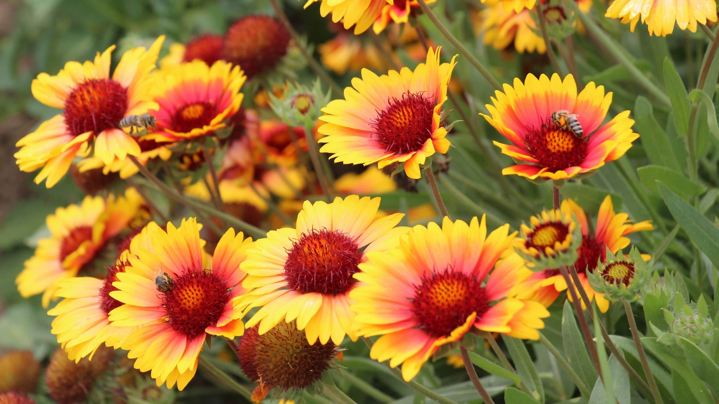 Gaillardia