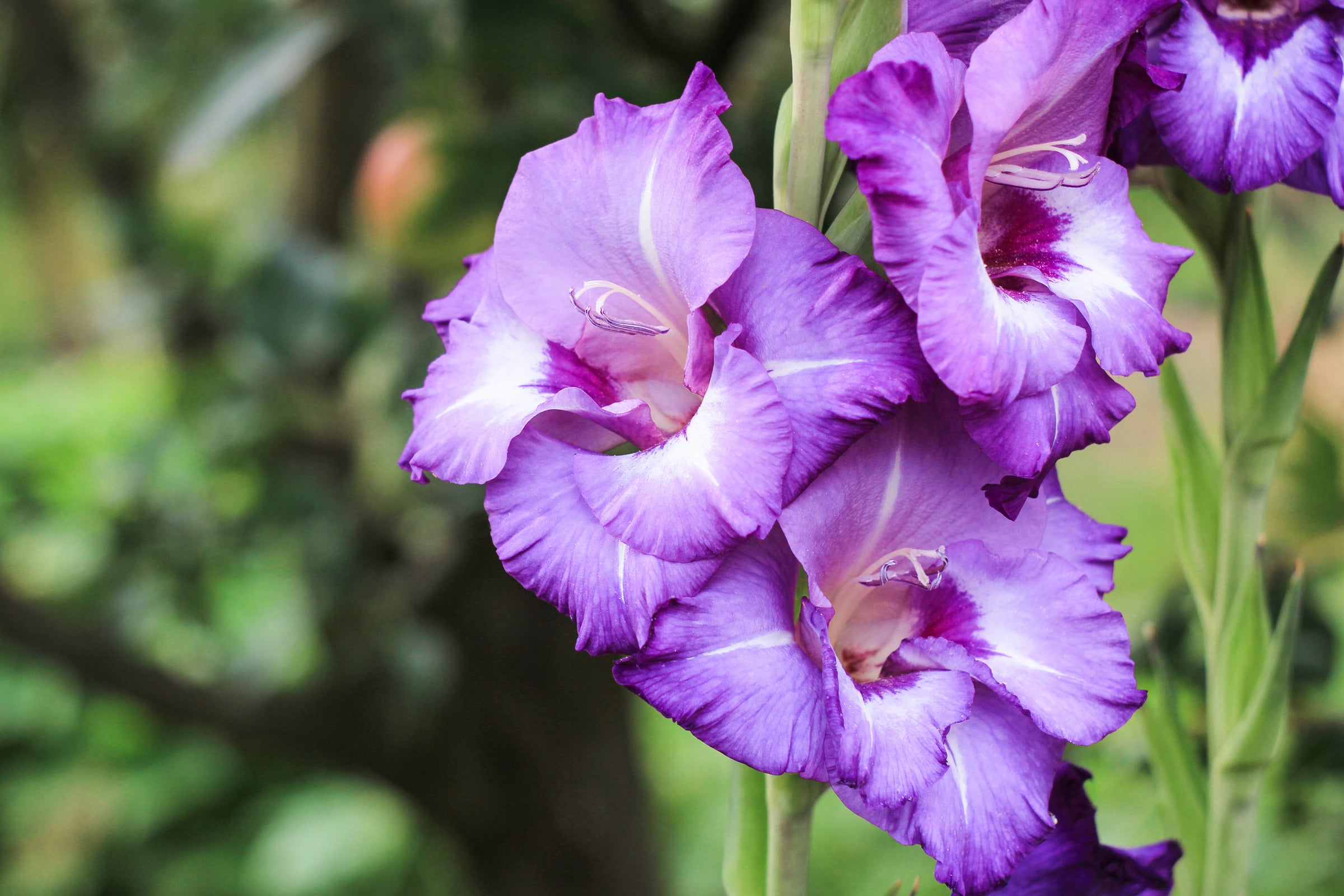 Gladiolus (Sword Lilies)