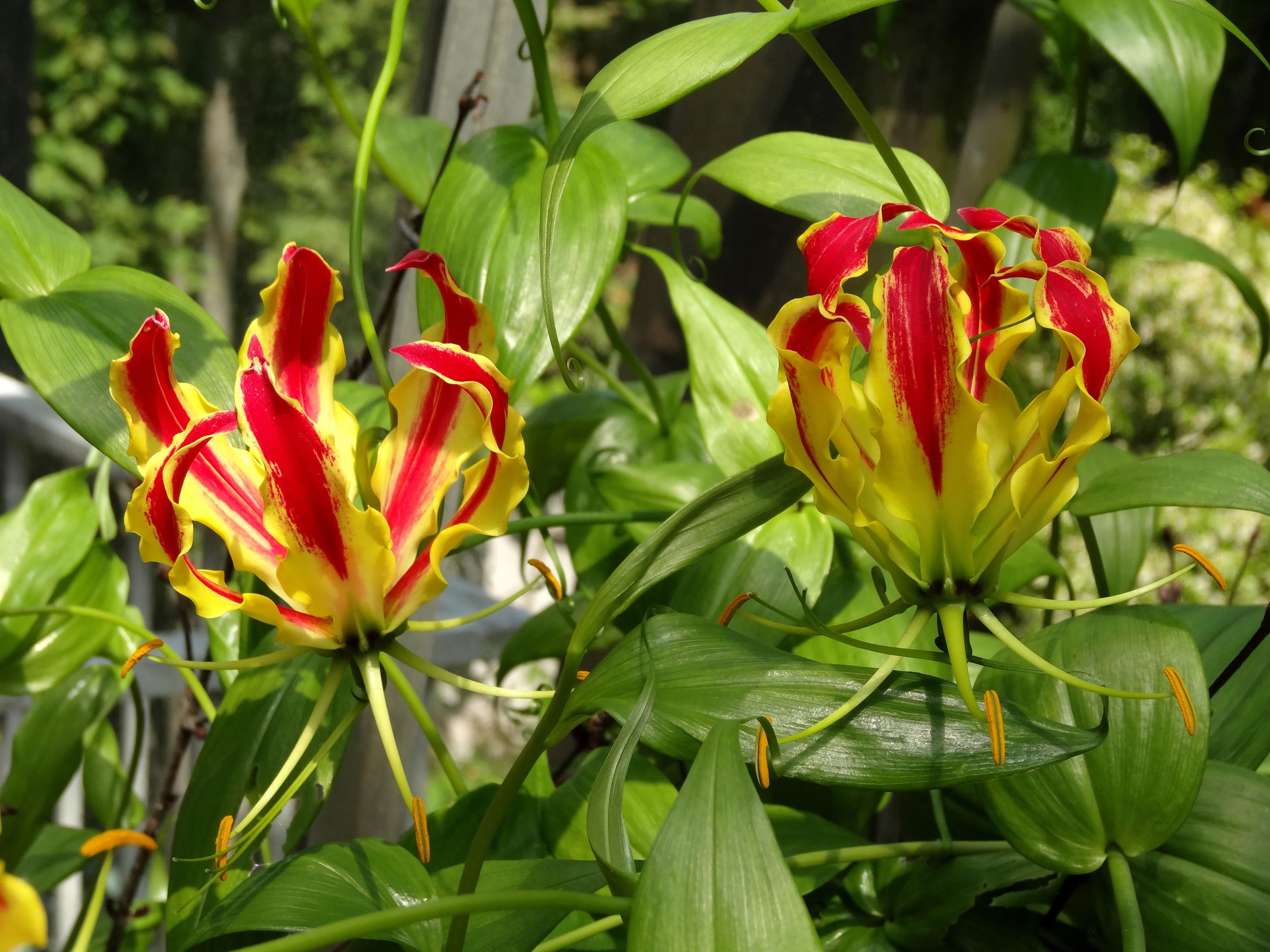 Gloriosa (Flame Lilies)