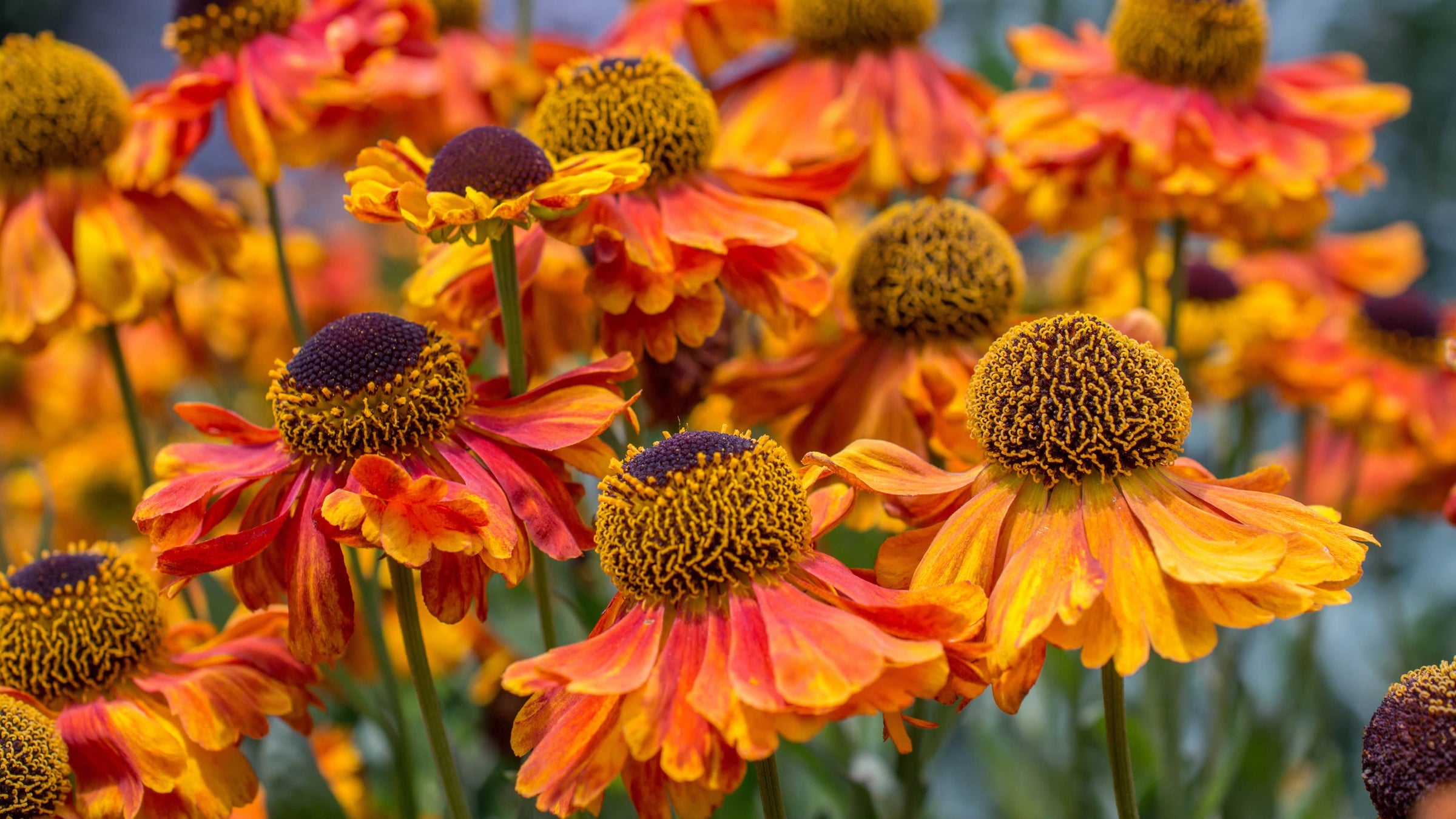 Helenium