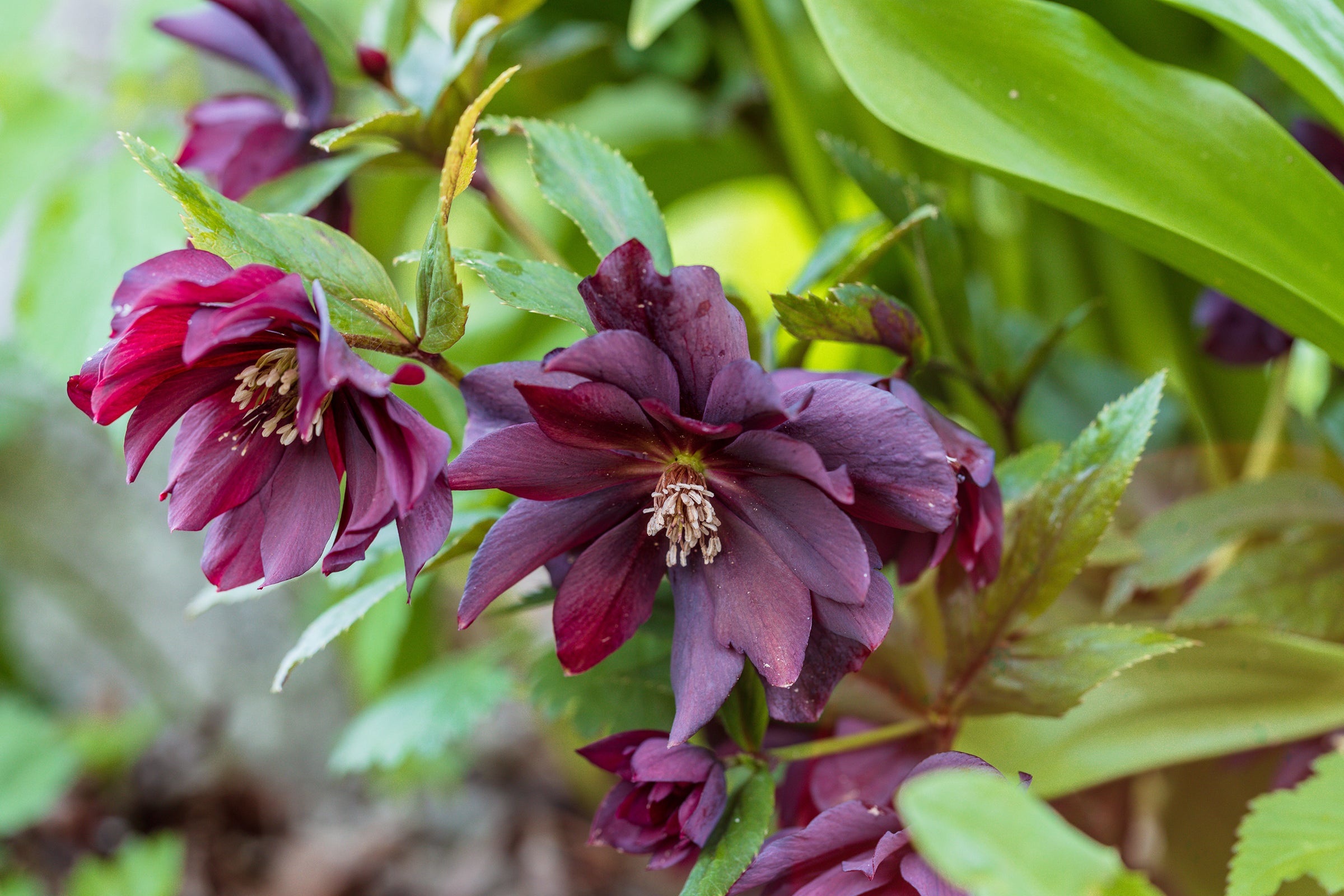 Helleborus (Hellebores)