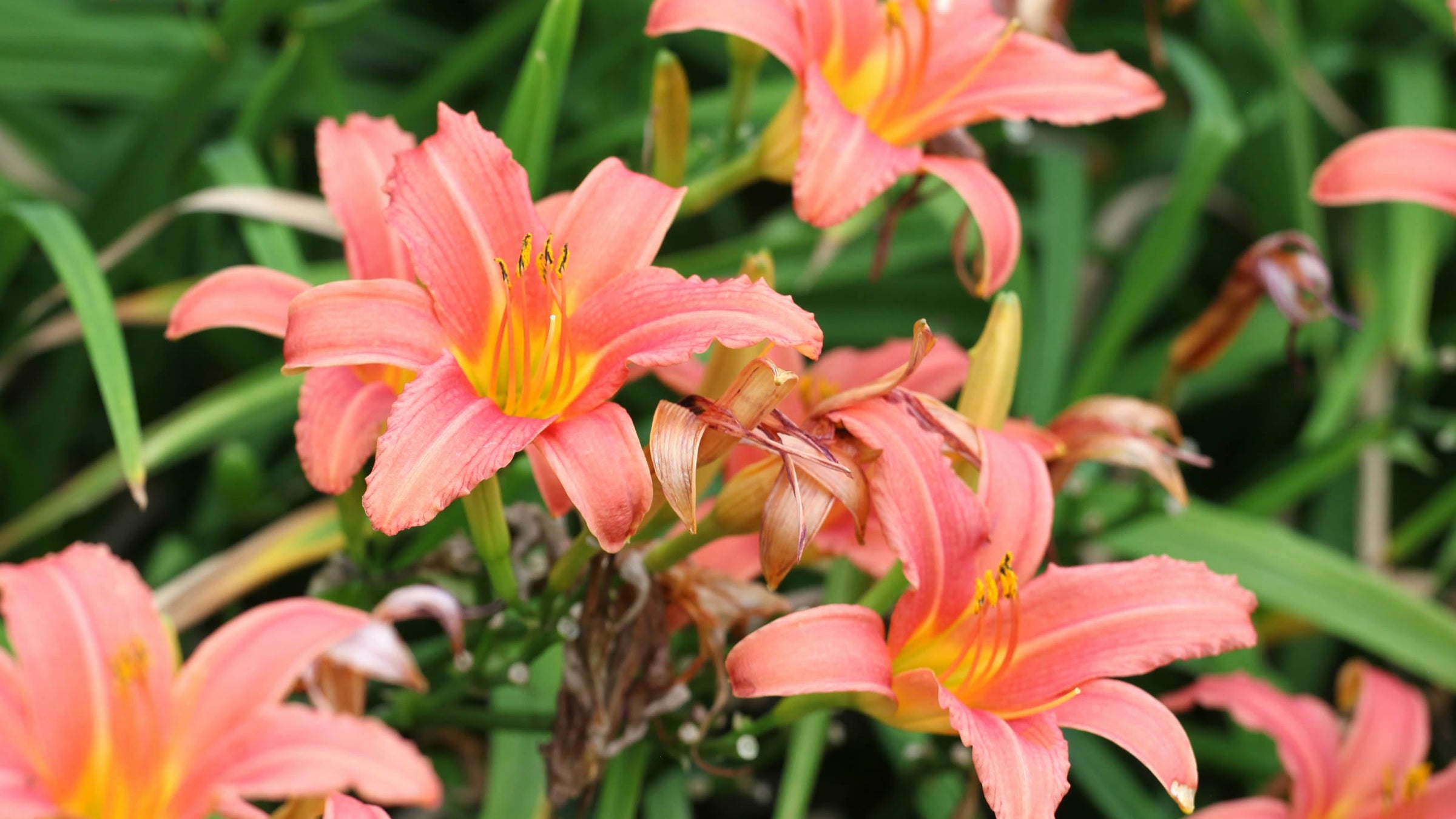 Hemerocallis