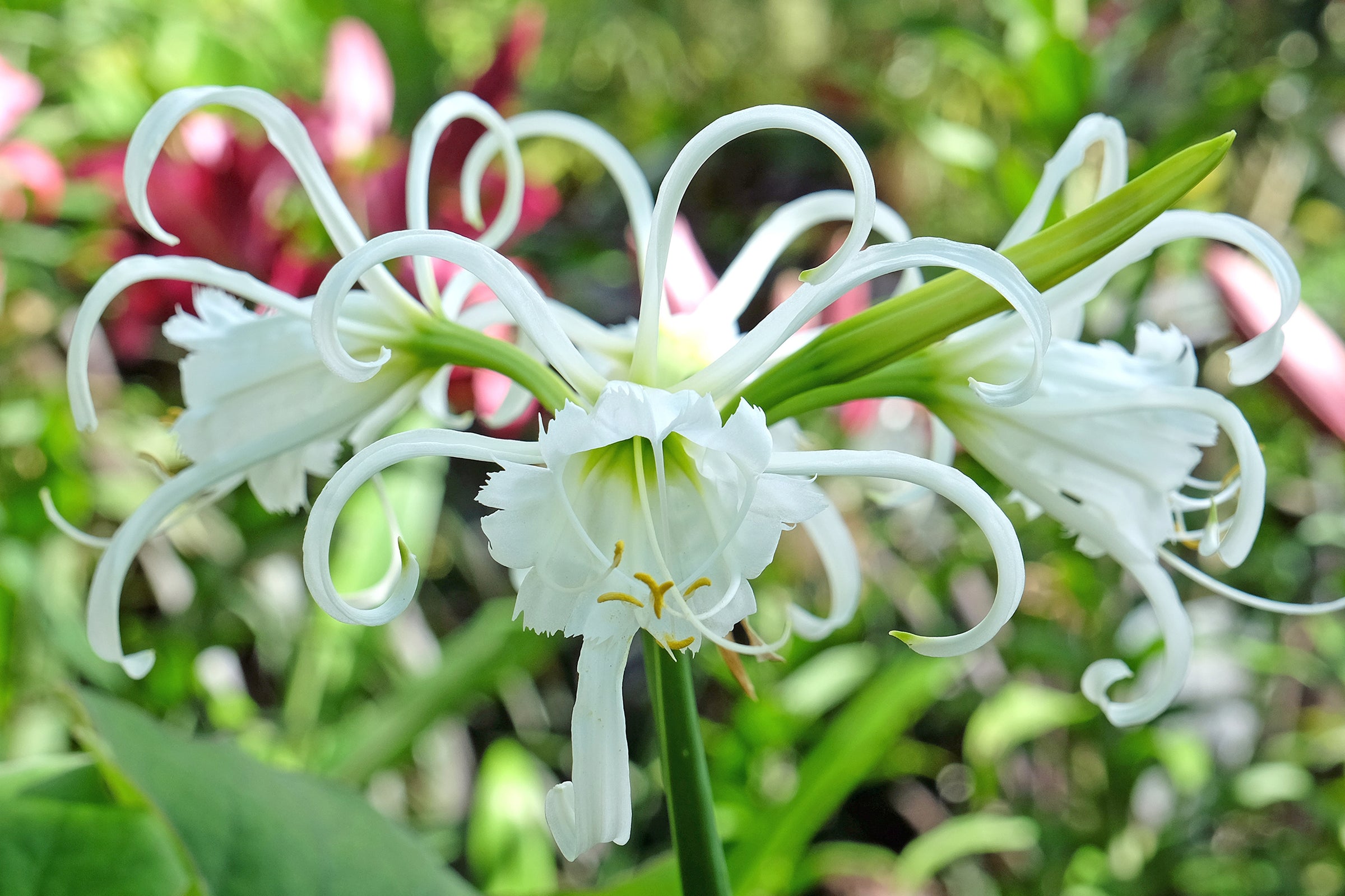 Hymenocallis (Spider Lilies)