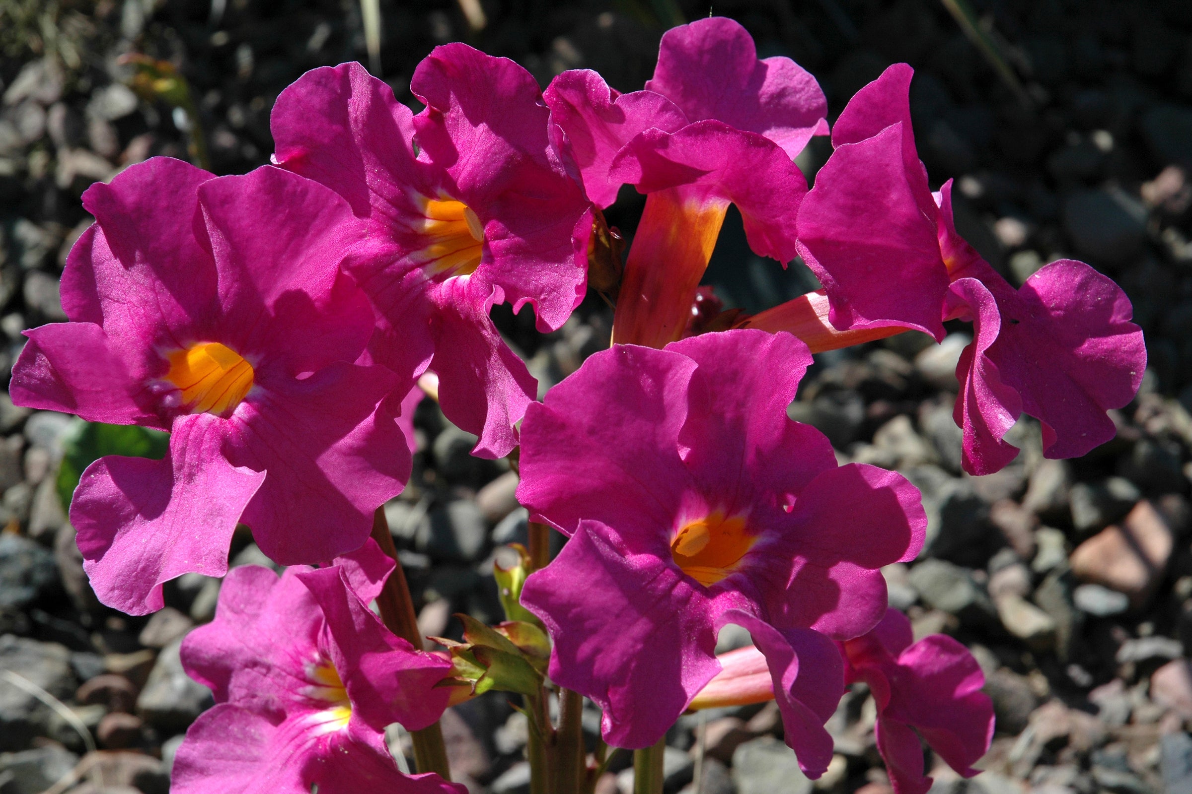Incarvillea (Hardy Gloxinia)