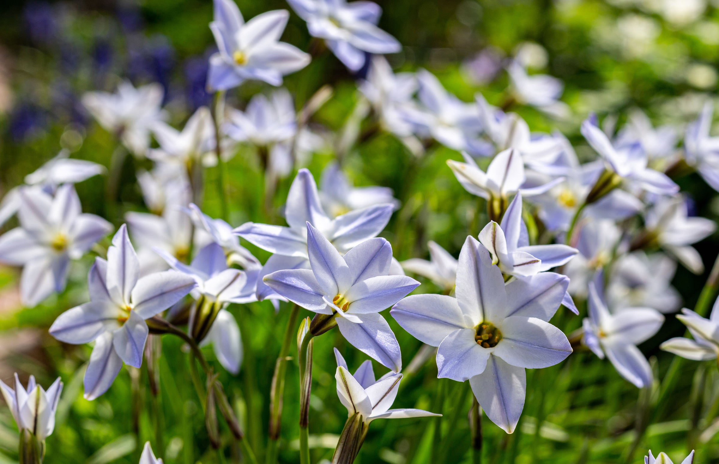 Ipheion