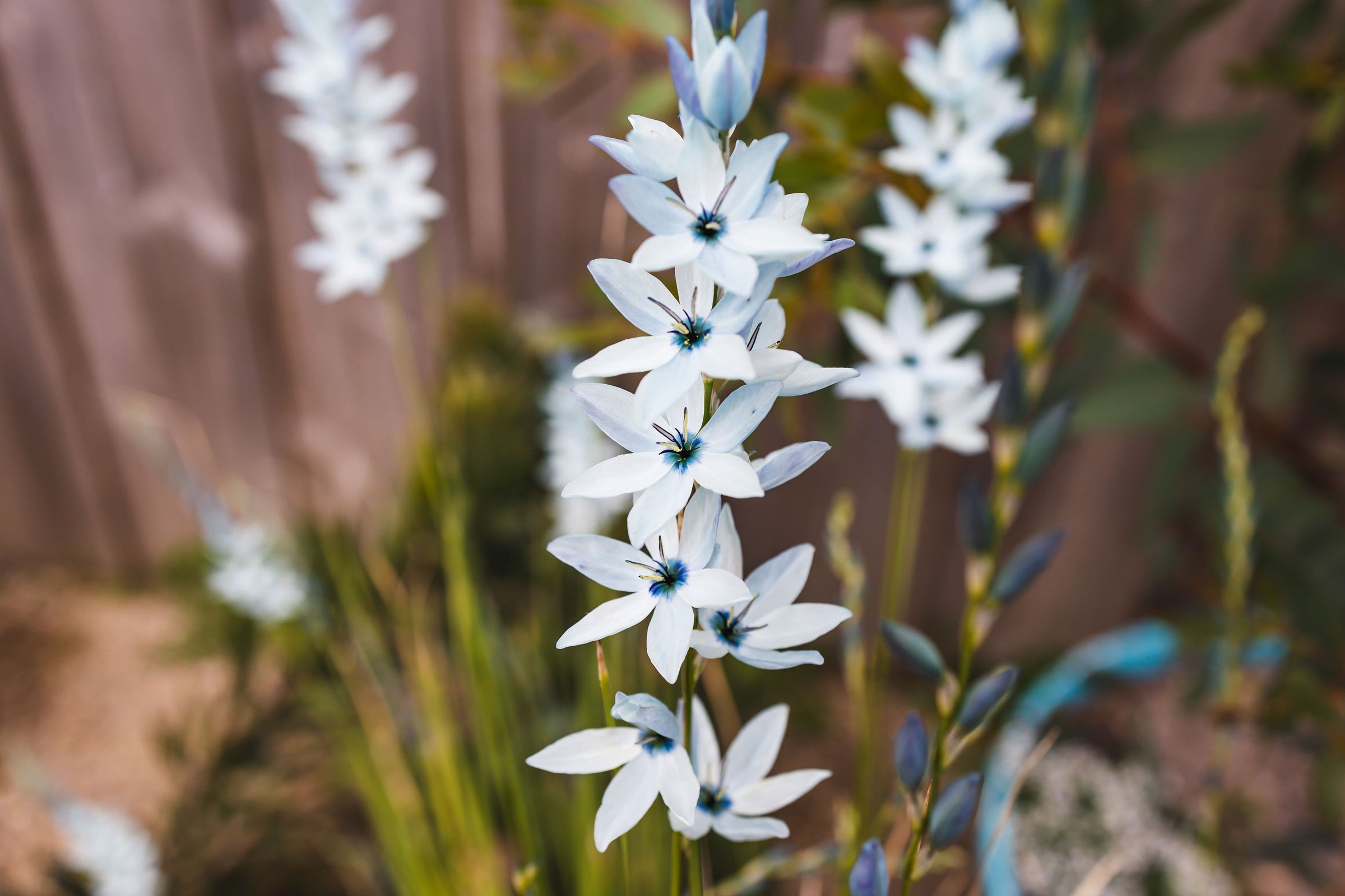 Ixia (Corn Lilies)