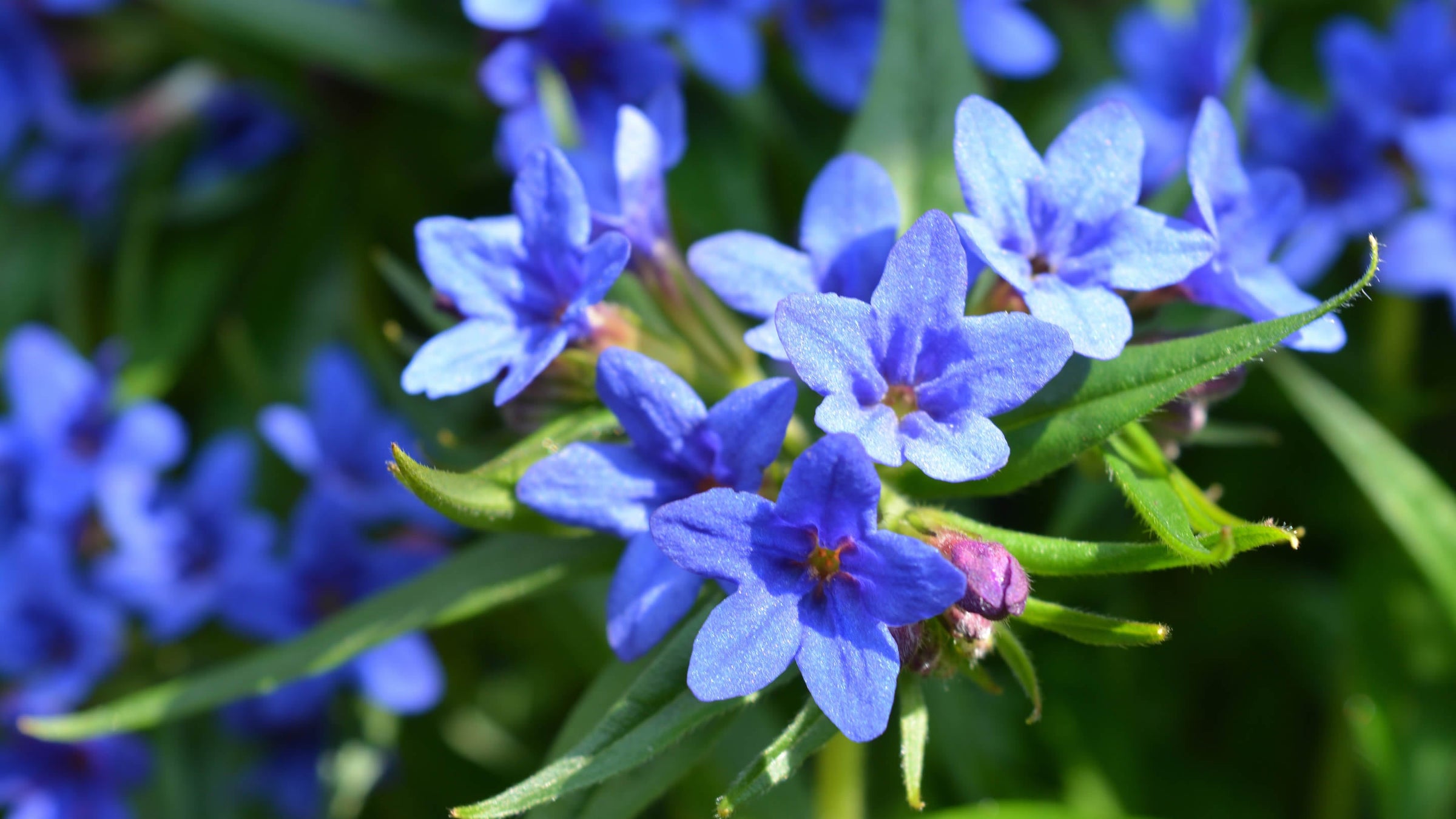 Lithodora