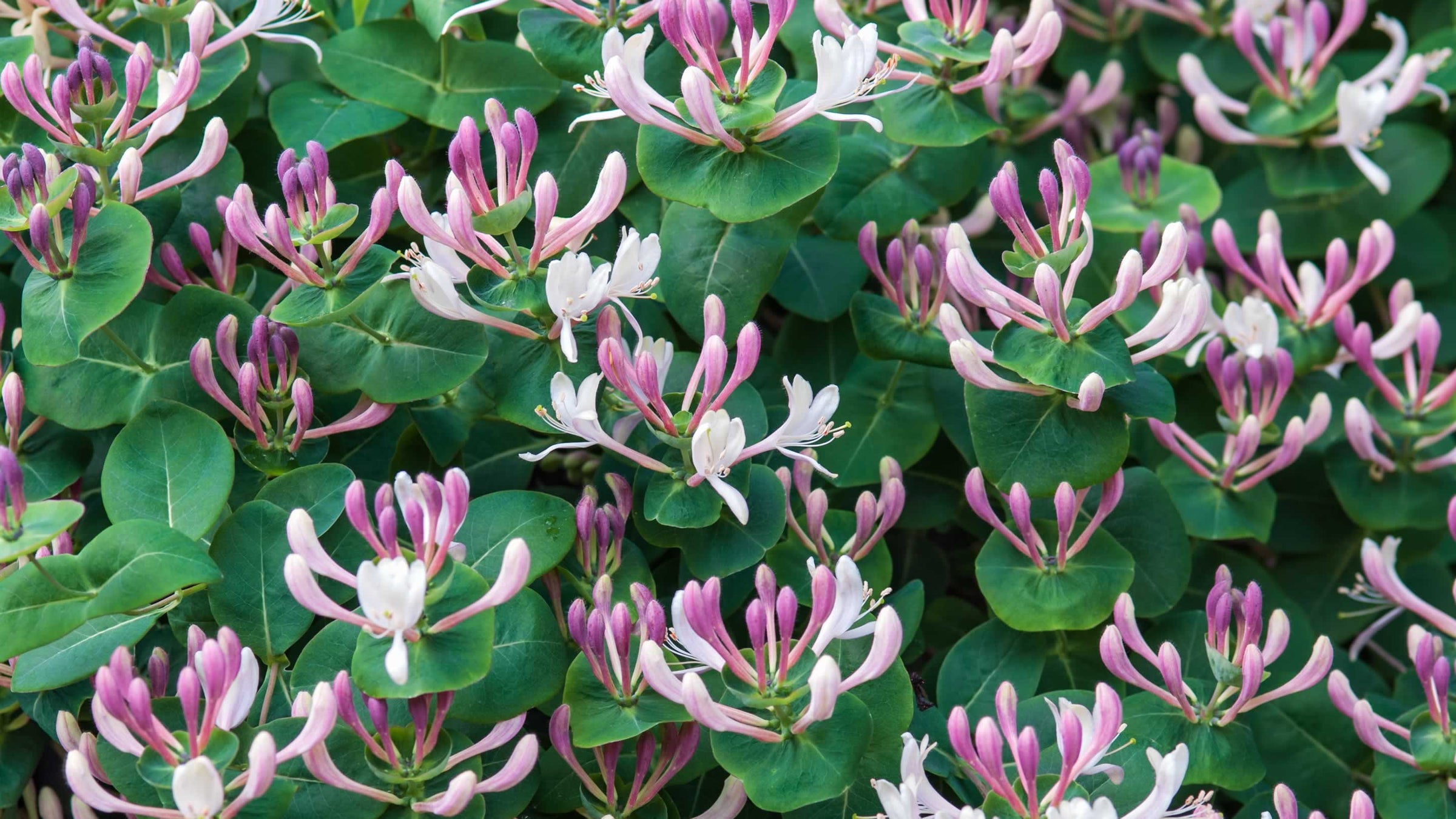 Lonicera