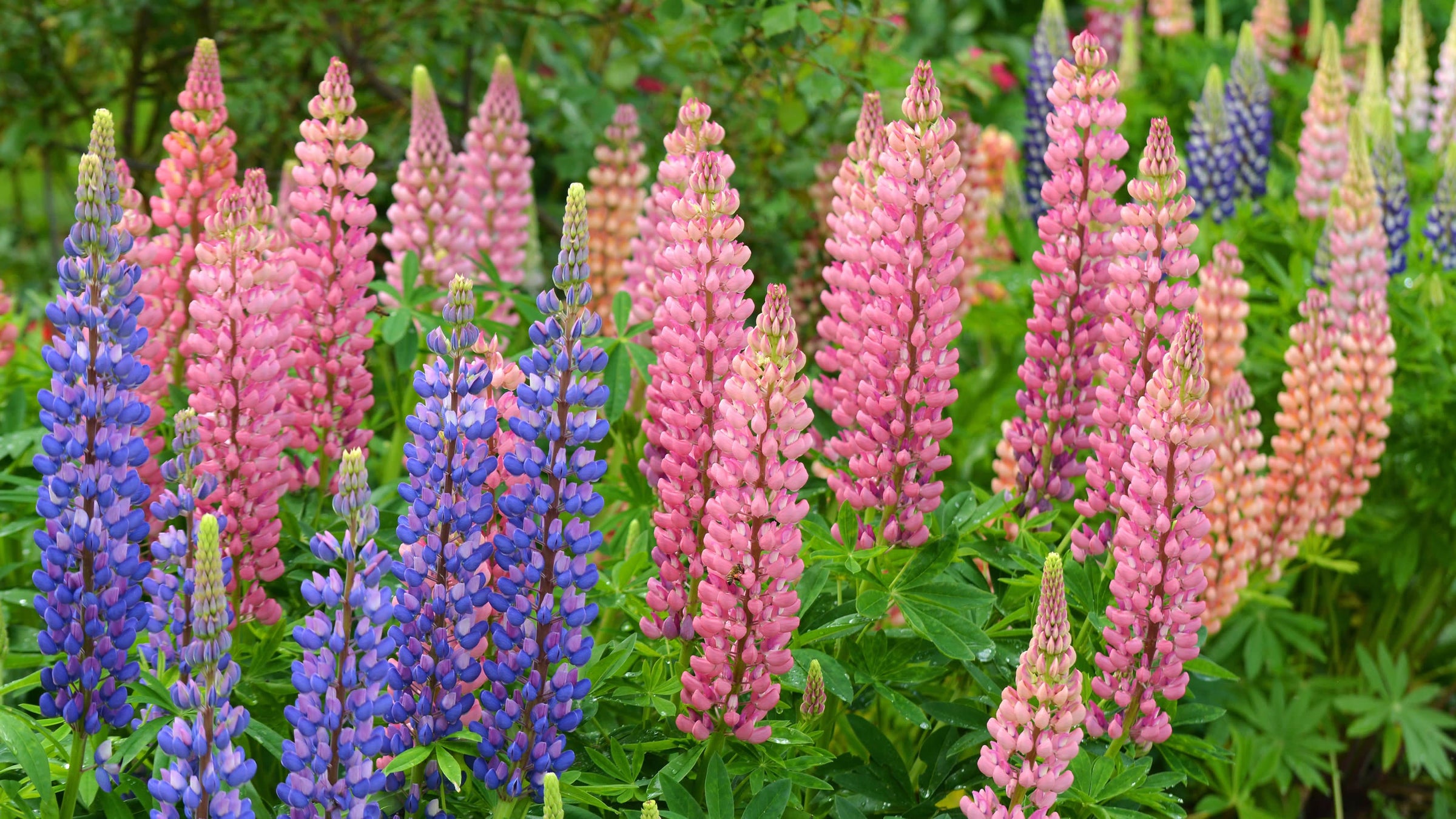 Lupins