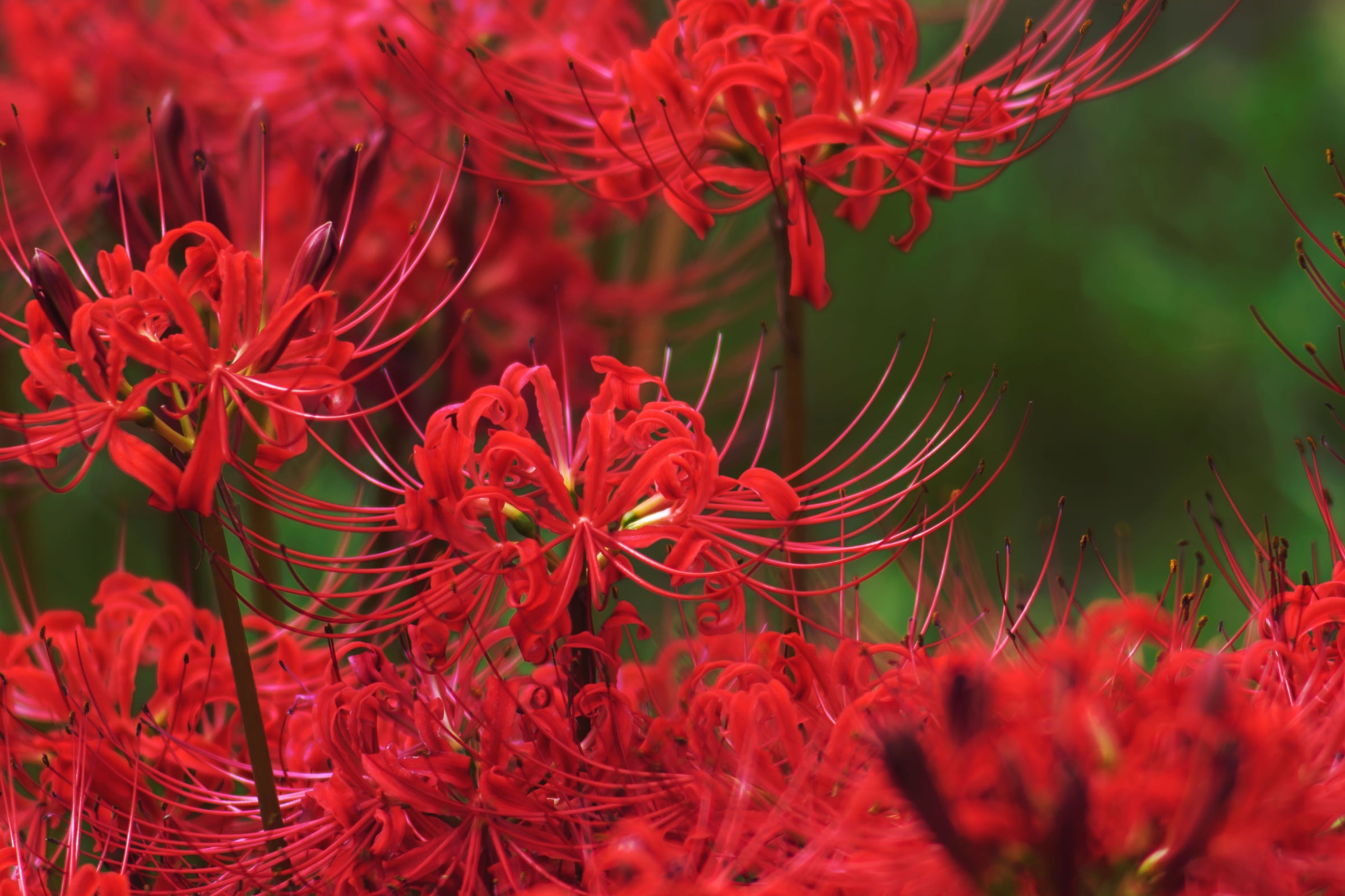 Lycoris (Spider Lilies)